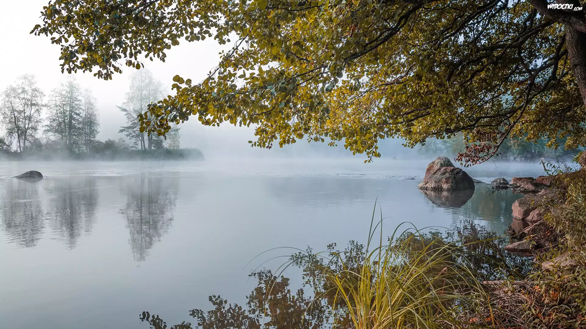 Jezioro, Drzewa, Åšwit
