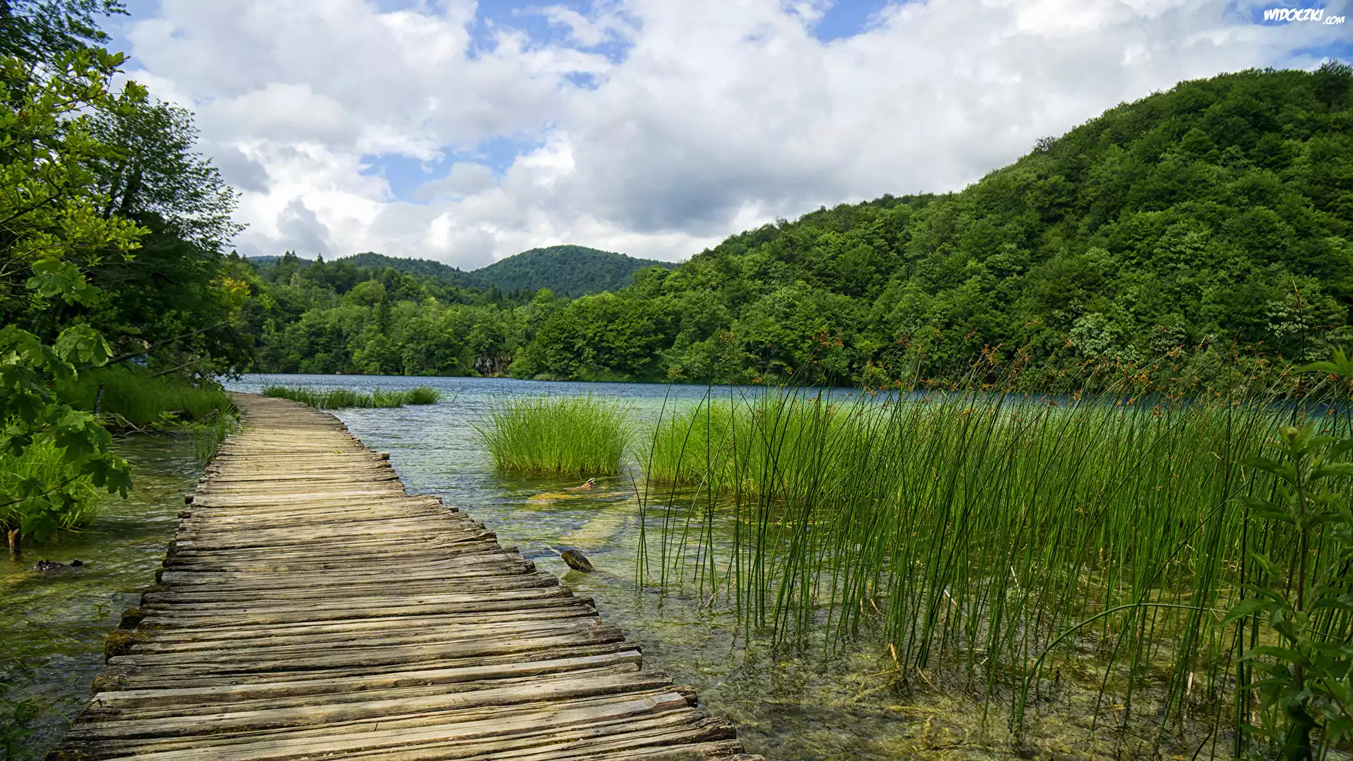 Wzgórze, Lasy, Drzewa, Trawa, Jezioro, Pomost, Park Narodowy Jezior Plitwickich, Chorwacja