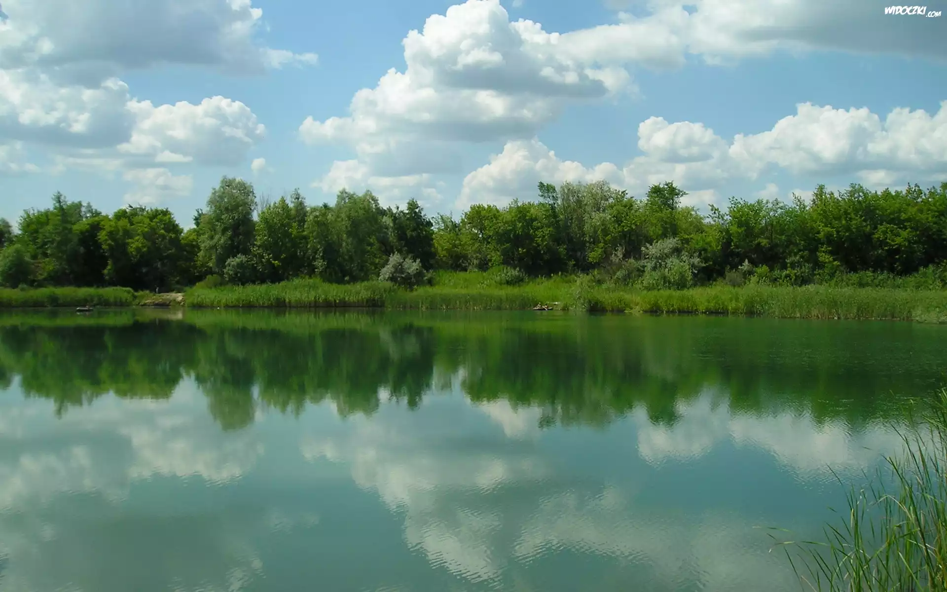 Jezioro, Drzewa, Zieleń