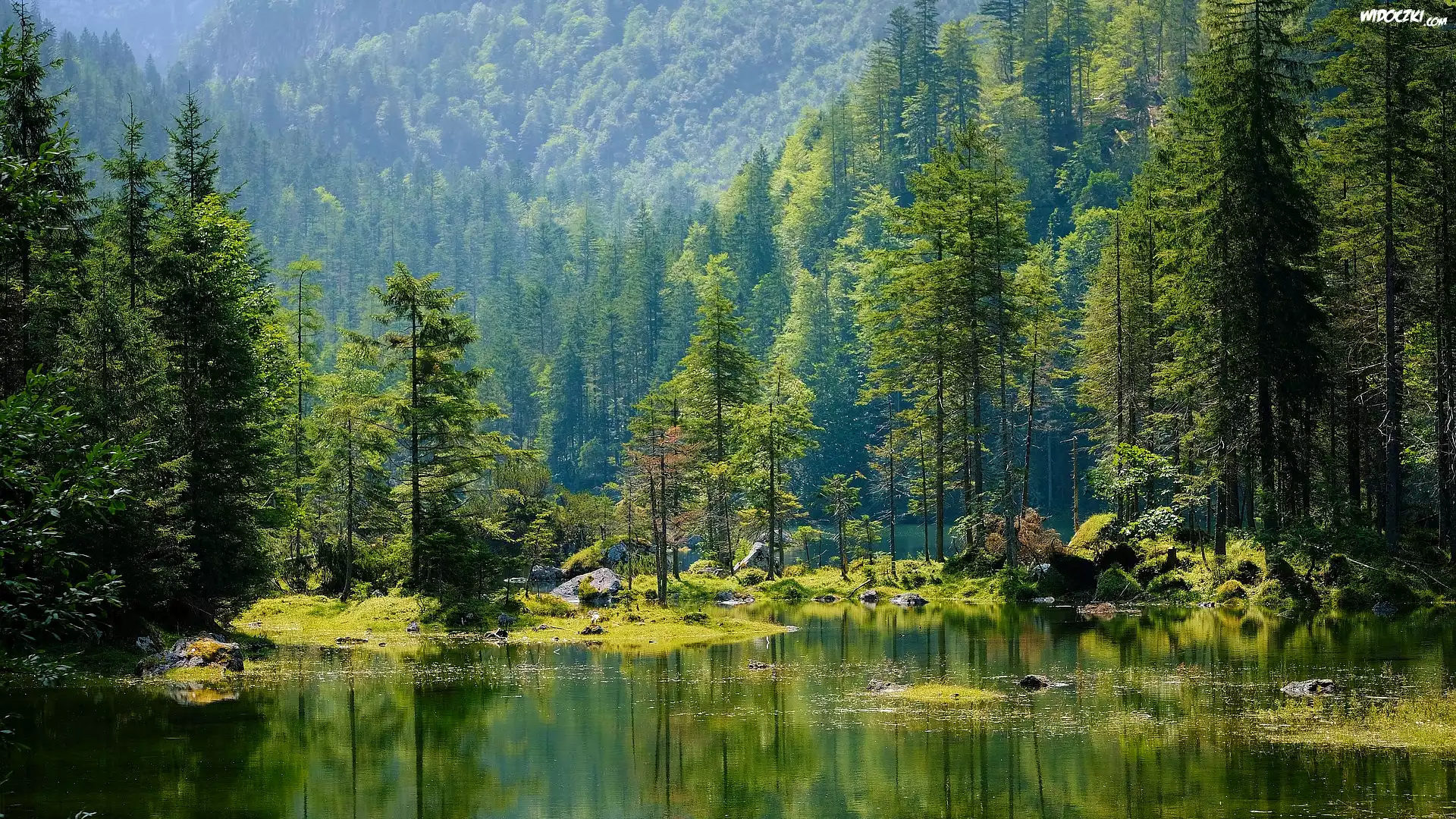 Jezioro, Las, Zielone, Drzewa
