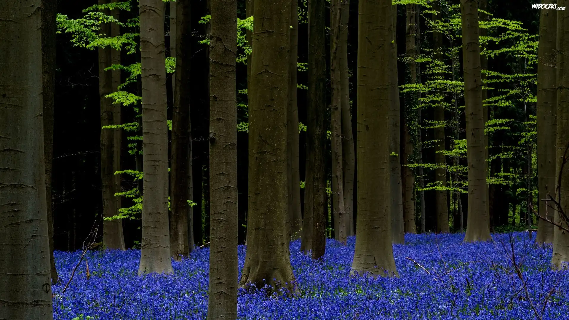 Las, Drzewa, Kwiaty, Hiacyntowce, Las Hallerbos, Belgia
