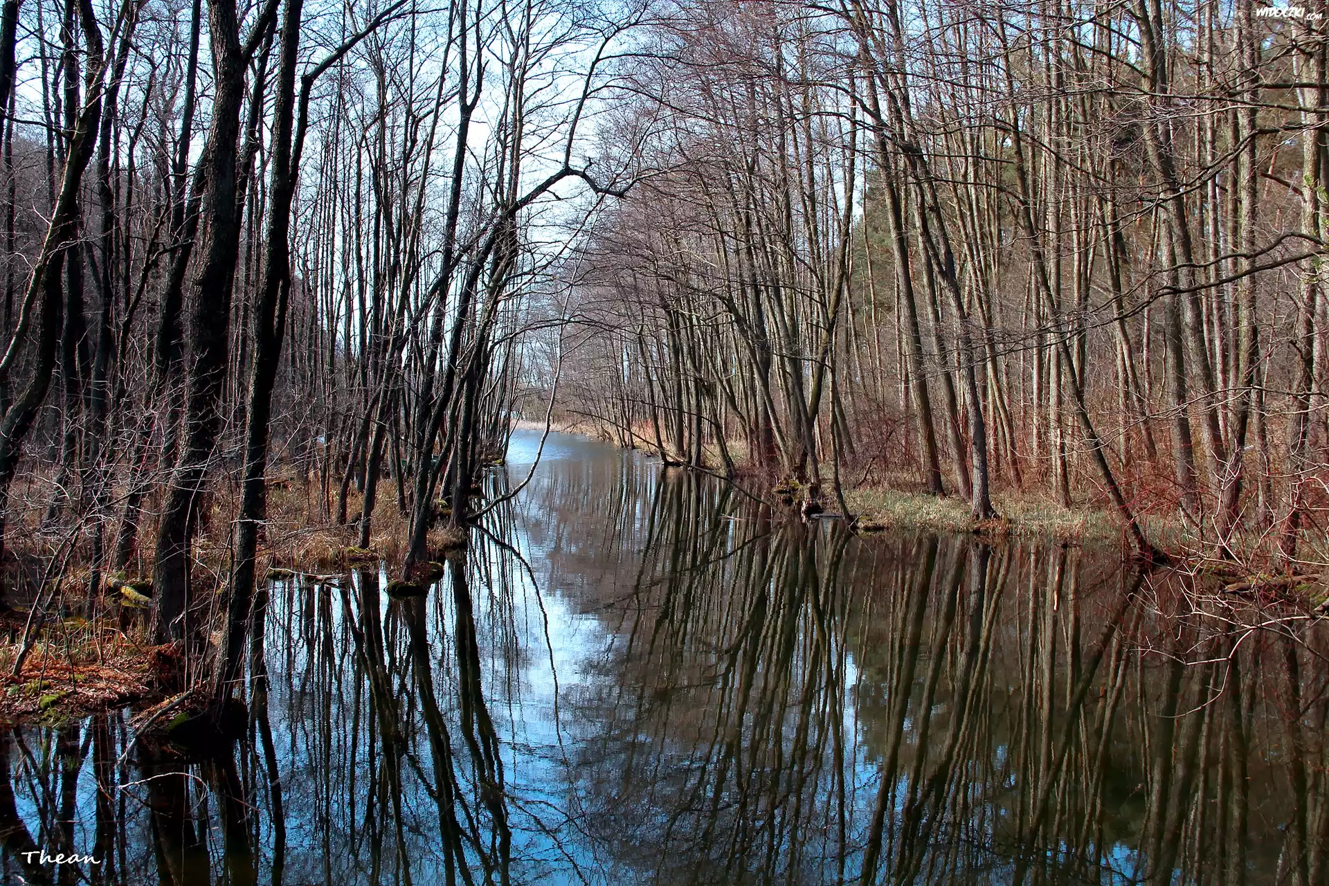 Las, Drzewa, Jezioro