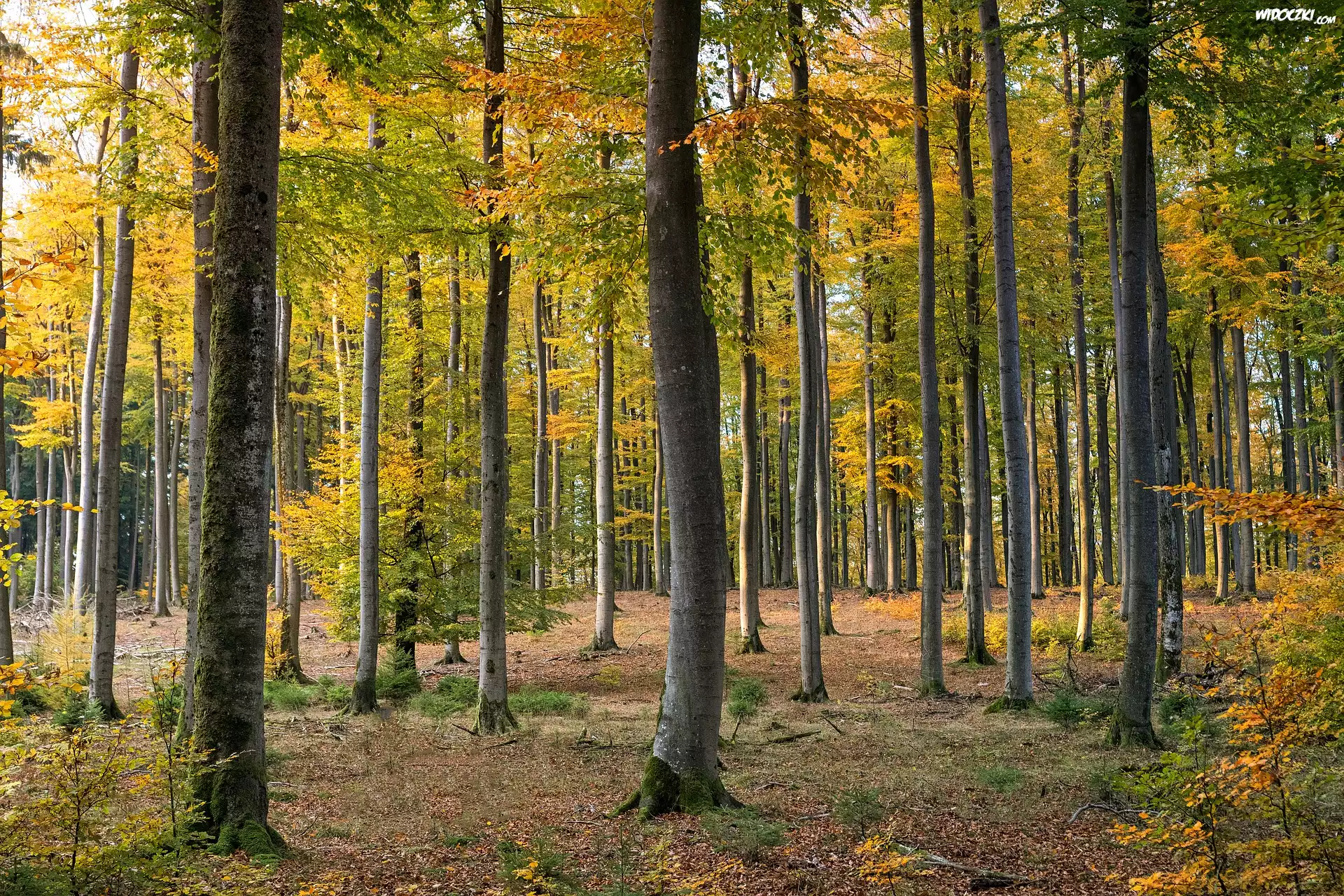 Drzewa, Liście, Las, Jesień