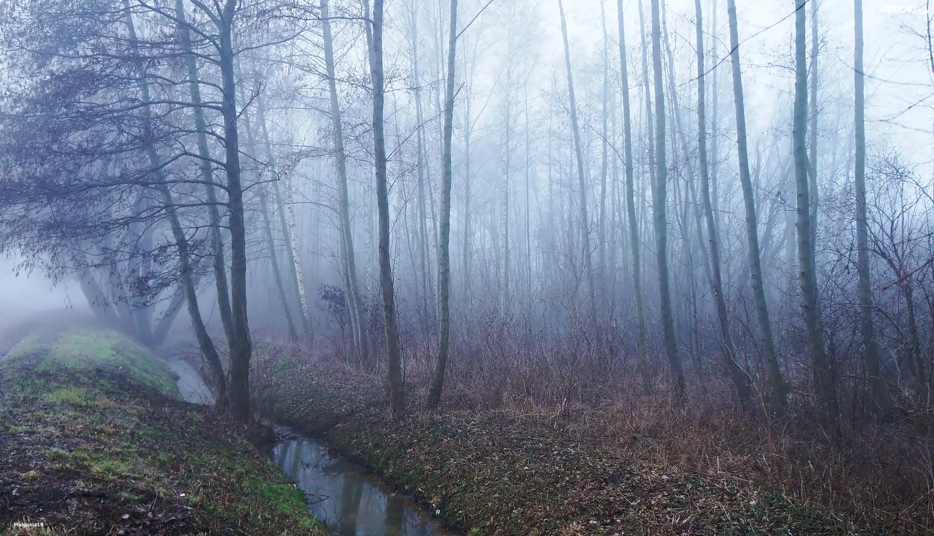 Las, Drzewa, Mgła