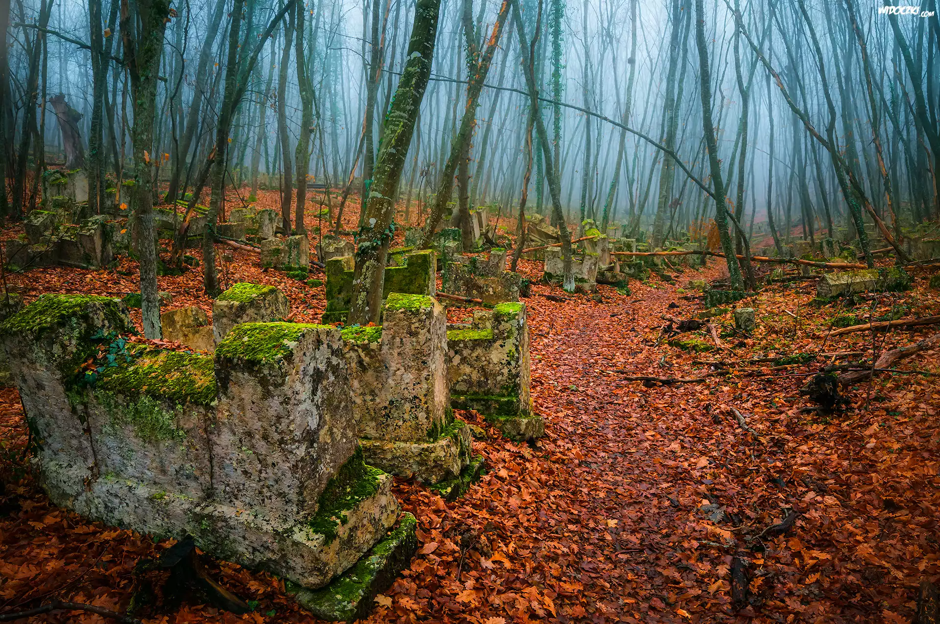 Las, Drzewa, Liście, Stary, Zaniedbany, Cmentarz, Mgła