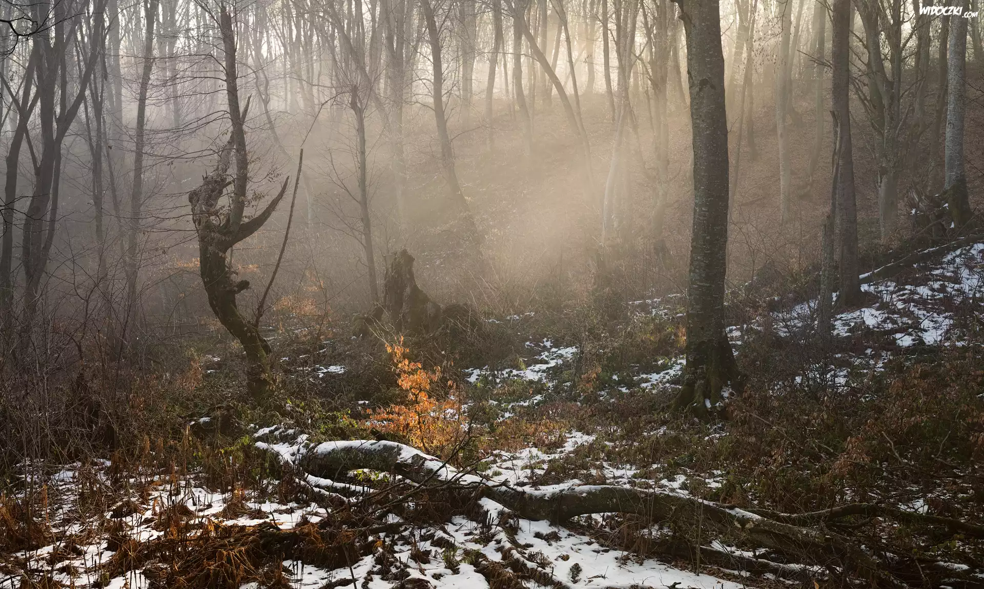 Śnieg, Las, Drzewa, Mgła