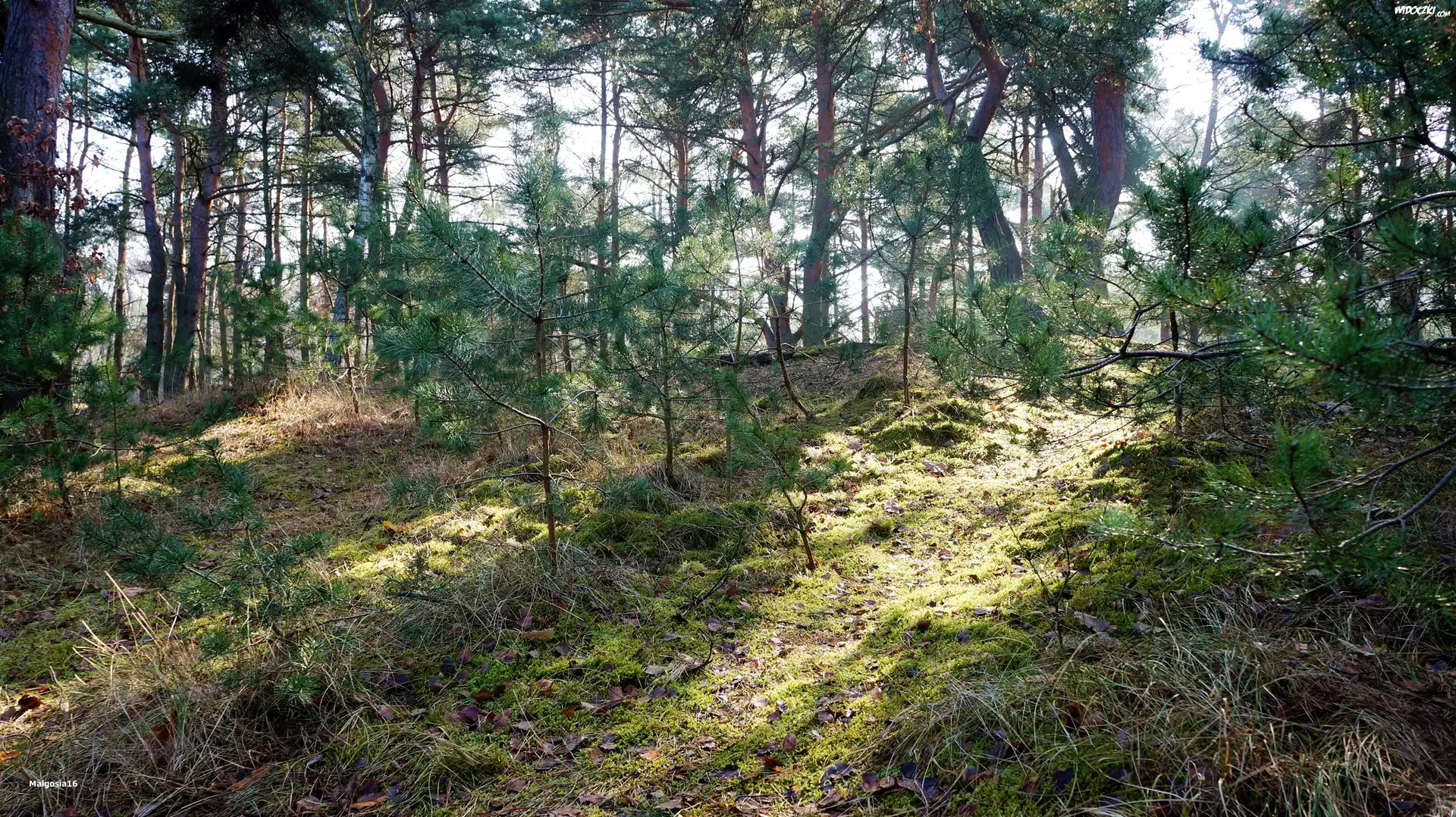 Las, Drzewa, Światło