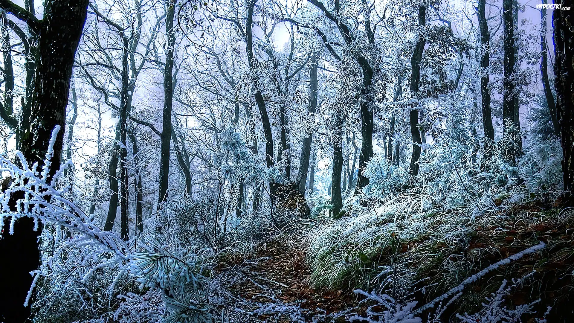 Las, Drzewa, Zima