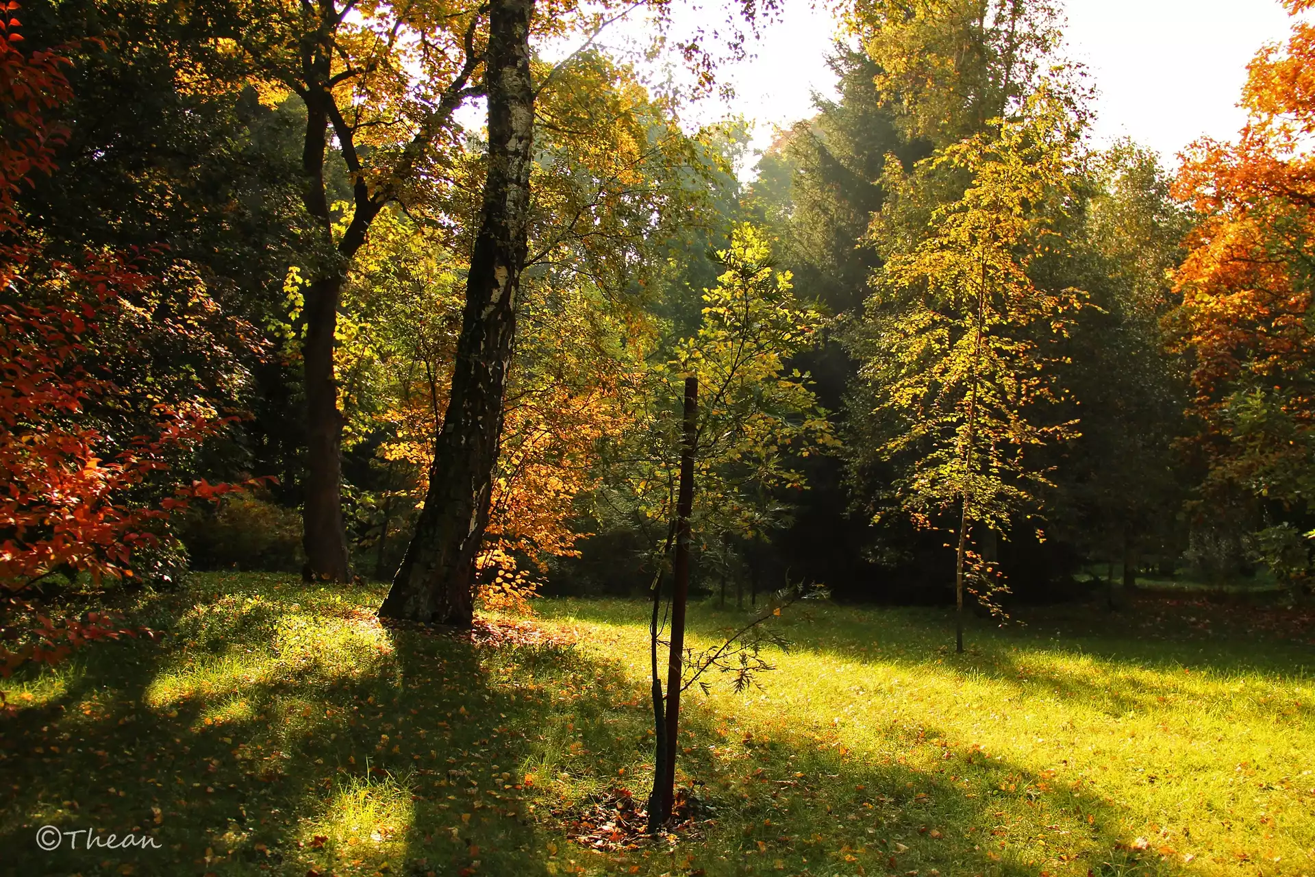 Drzewa, Kolorowe, Jesienne, Liście, Jesień