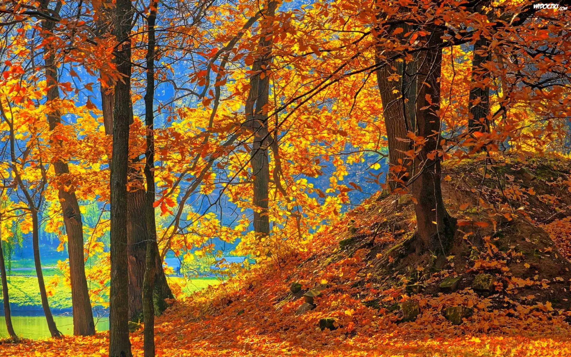 Drzewa, Nad Jeziorem, Opadłe Liście, Park