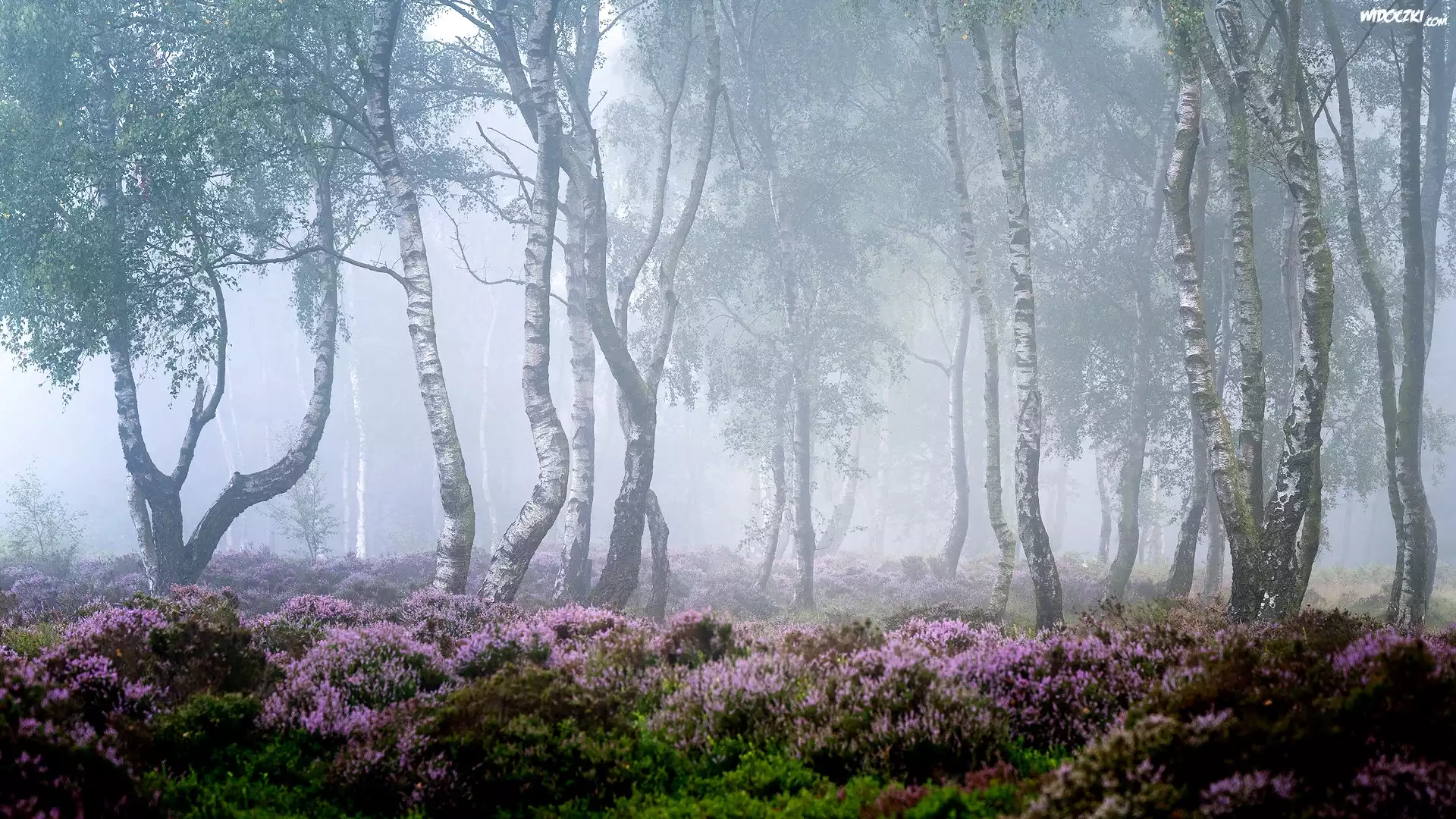 Drzewa, Las, Brzozy, Mgła, Wrzosowisko, Wrzosy, Park Narodowy Peak District, Hrabstwo Derbyshire, Anglia