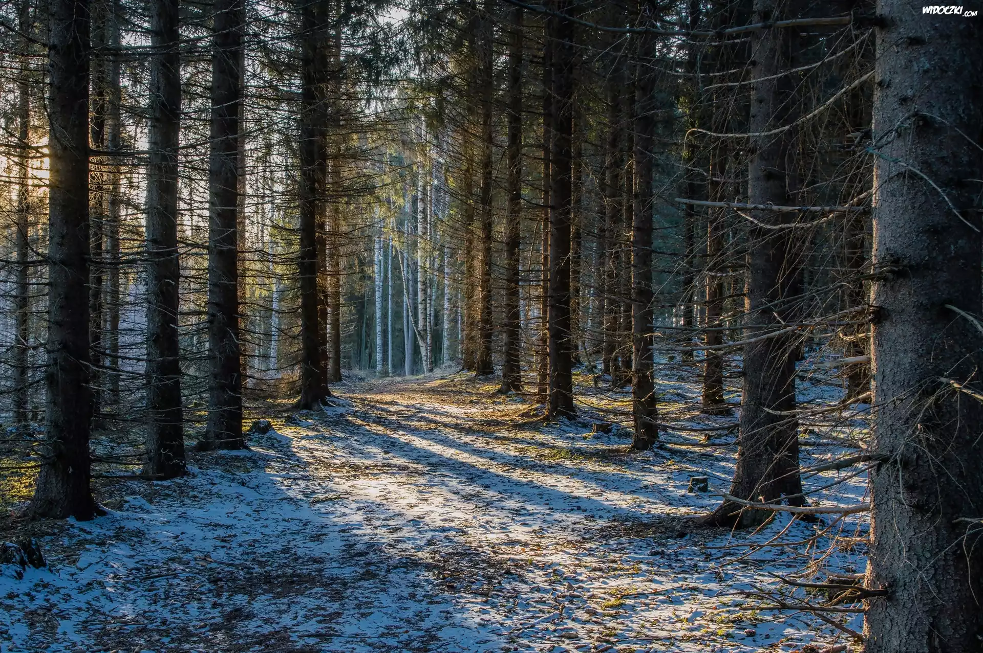 Drzewa, Las, Śnieg, Światło