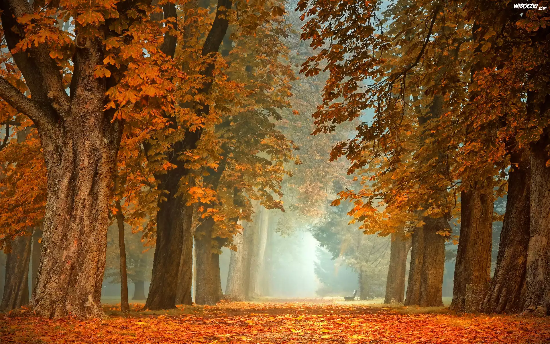 Drzewa, Kasztanowce, Ławka, Mgła, Park, Jesień