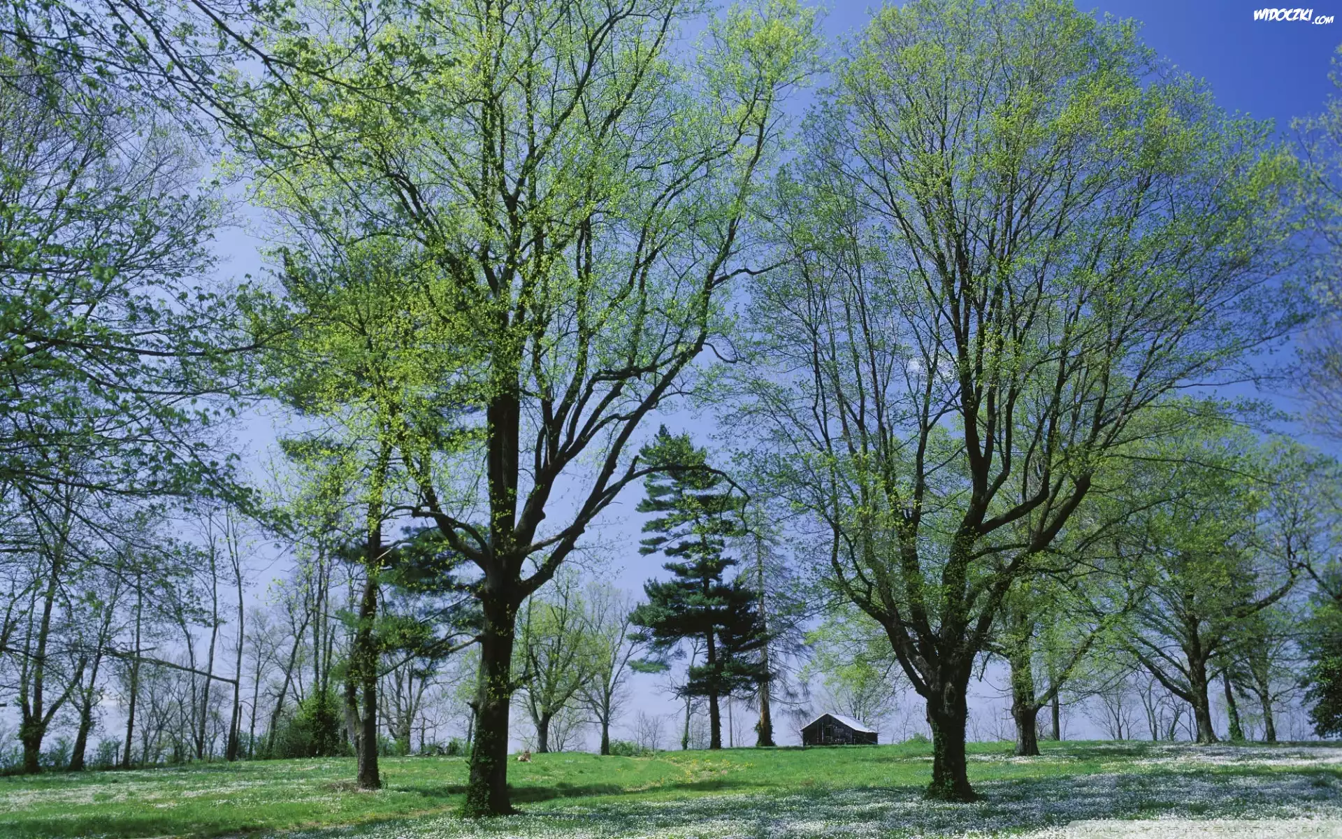 Park, Drzewa, Domek