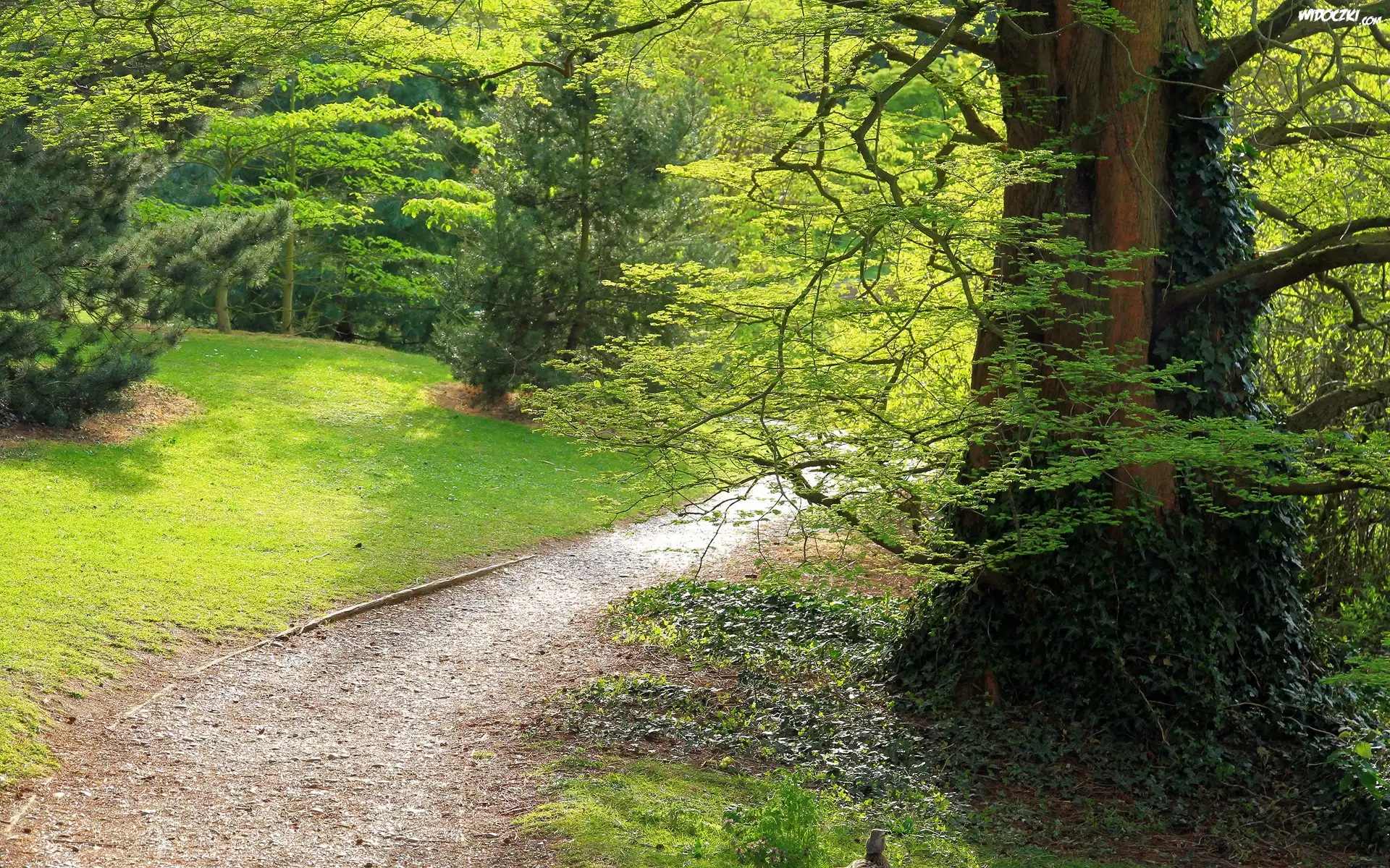 Park, Drzewa, Dróżka