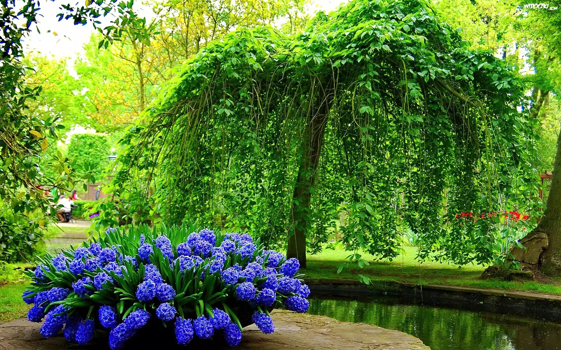 Park, Drzewa, Hiacynty