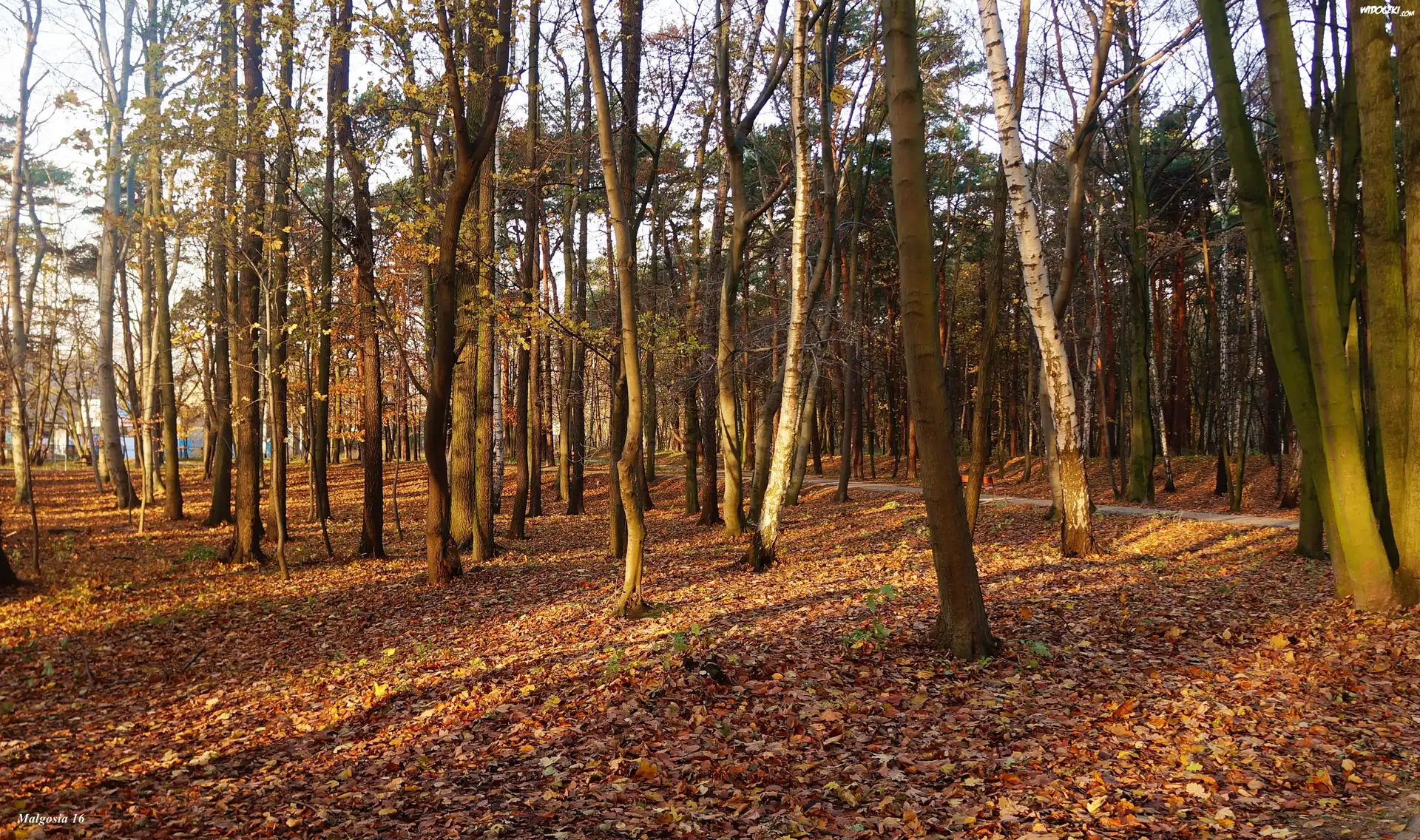 Park, Drzewa, Jesień
