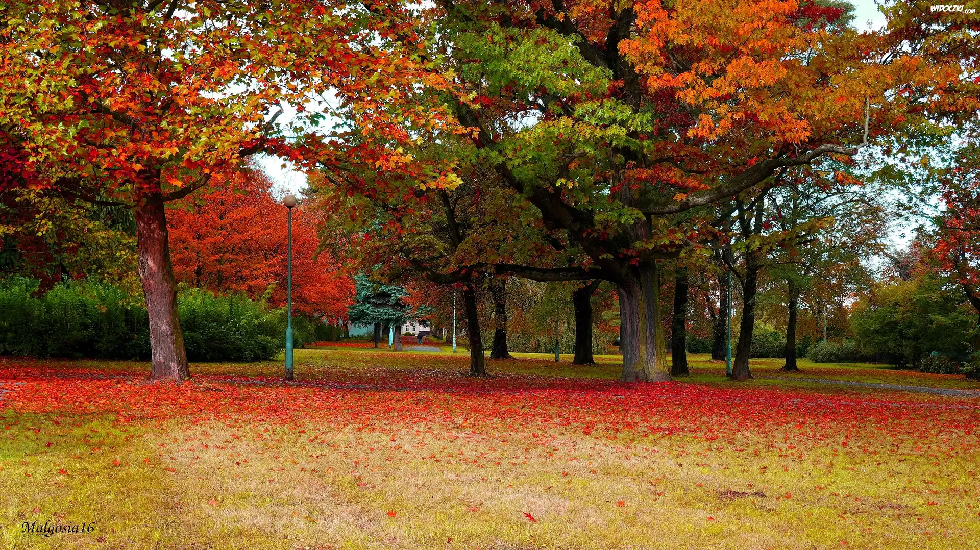 Polska, Gdańsk, Park Steffensa, Drzewa, Jesień
