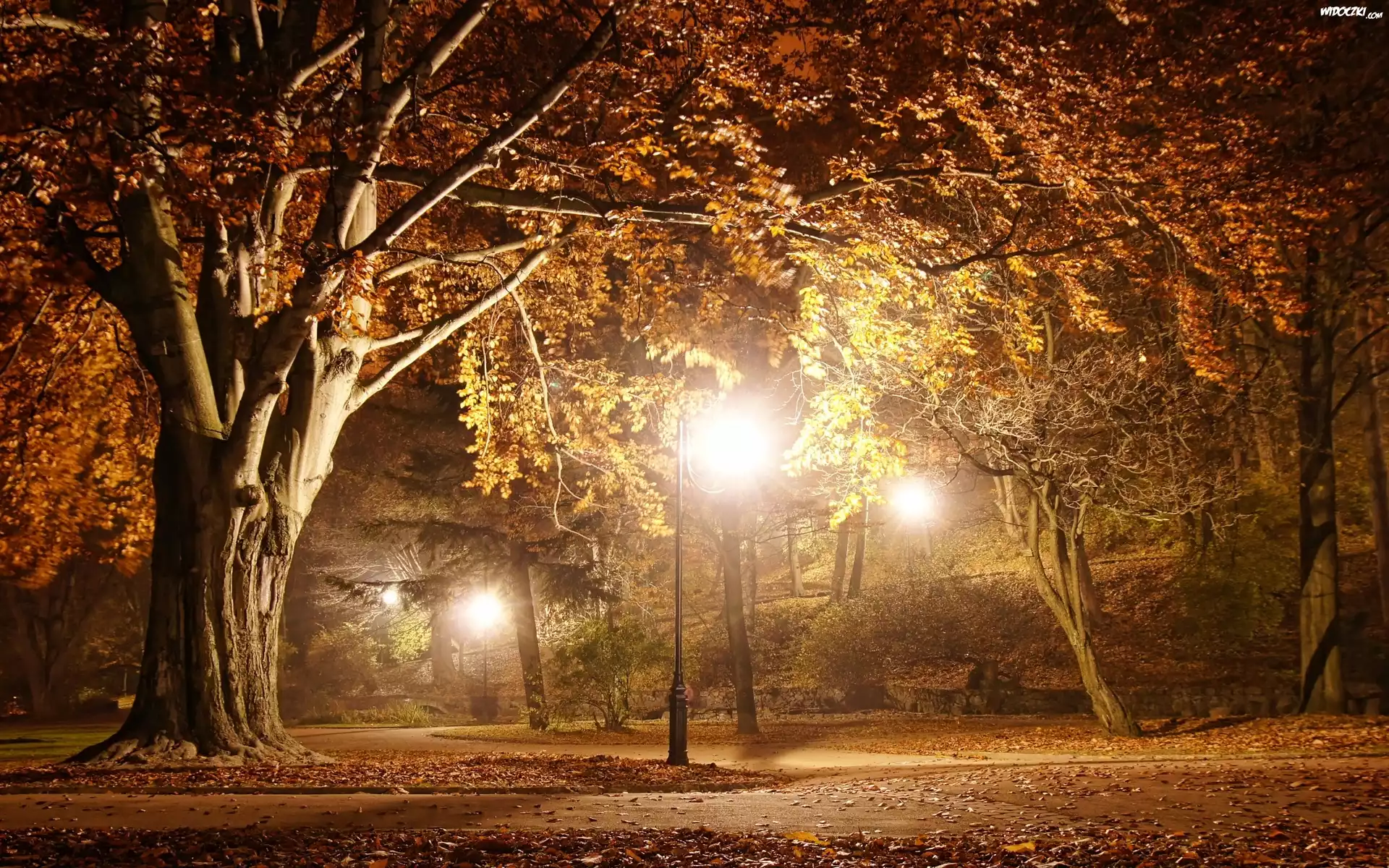 Park, Drzewa, Jesien