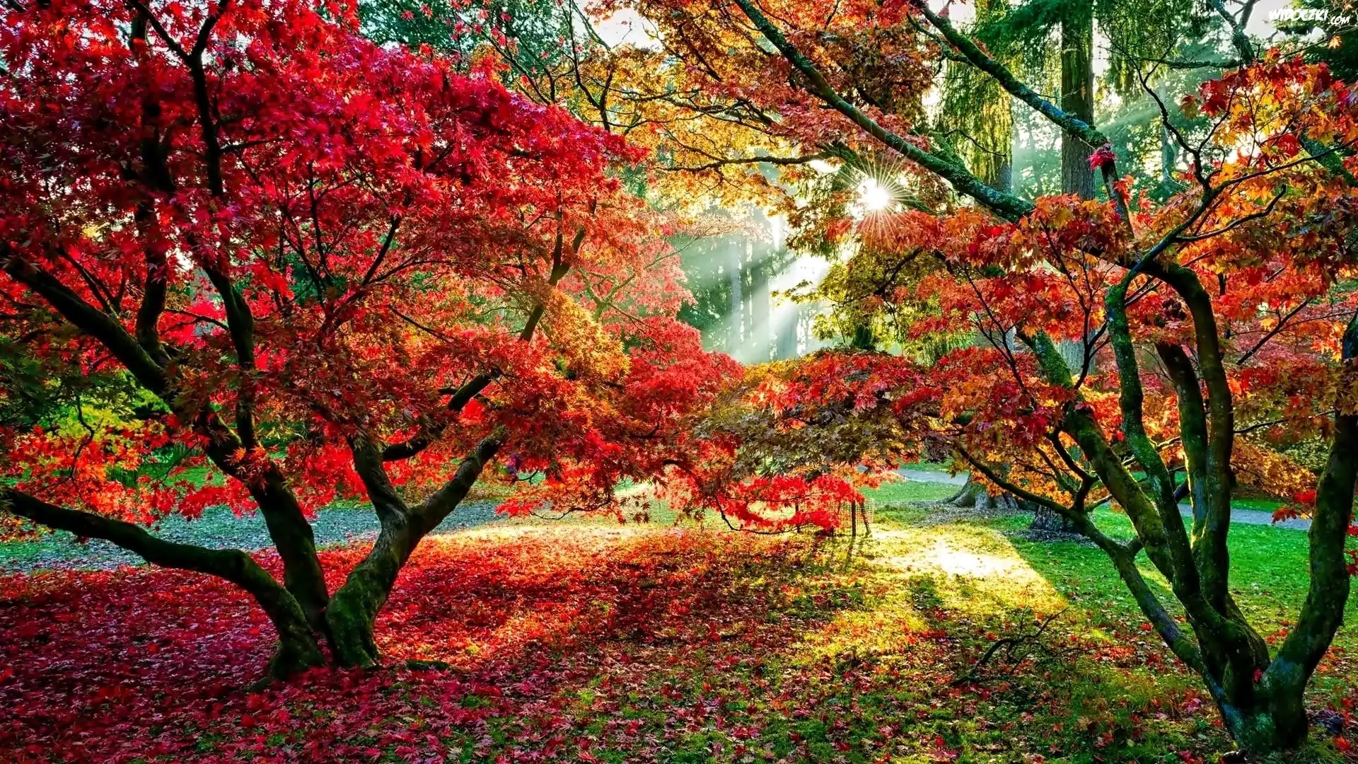 Park, Drzewa, Liście, Alejki, Promienie, Słońca, Jesień