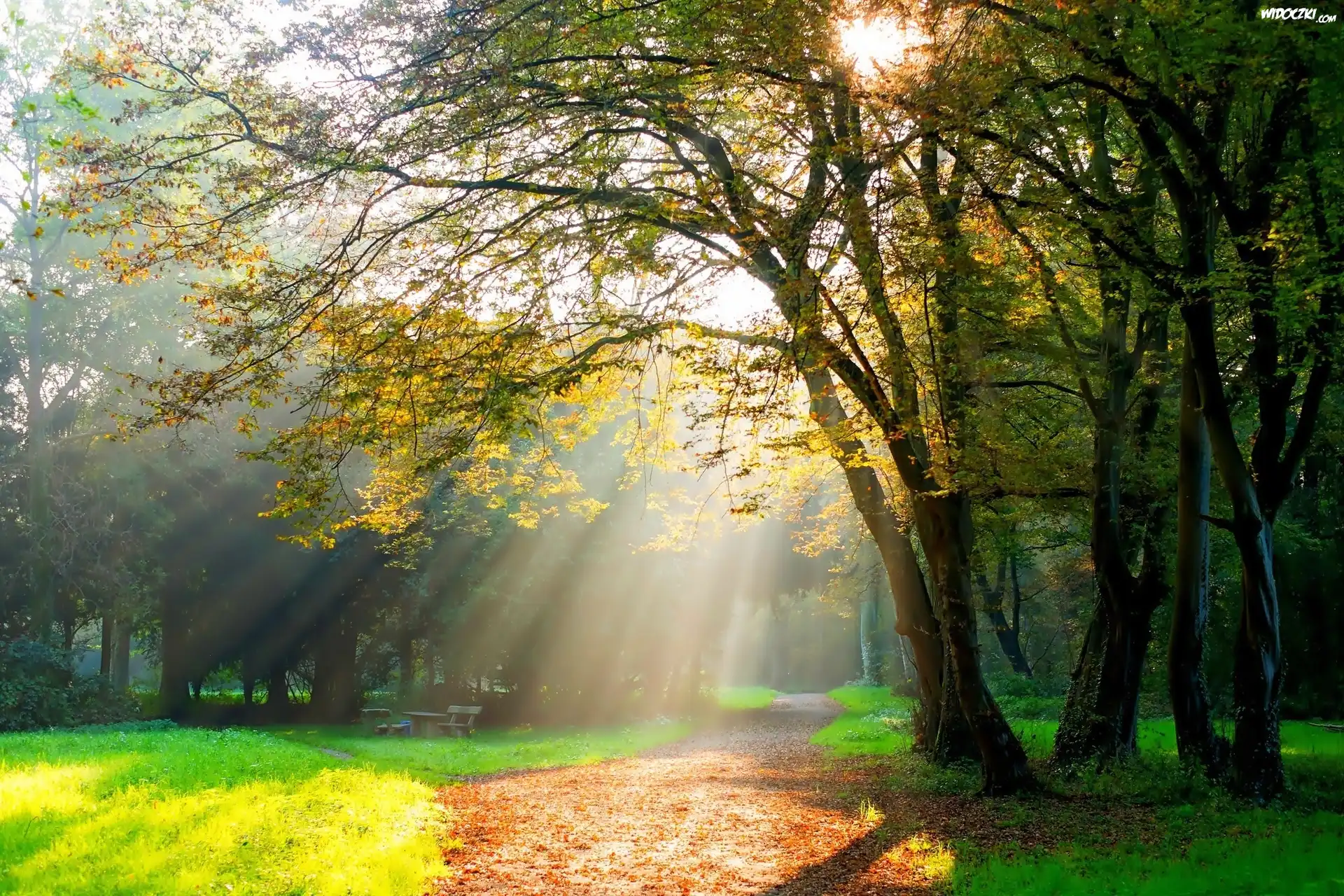 Park, Drzewa, Alejki, Ławki, Promienie, Słońca, Jesiennie