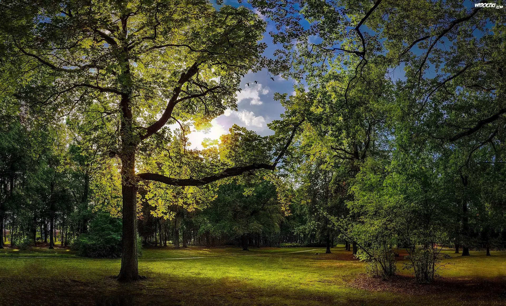 Park, Drzewa, Krzewy