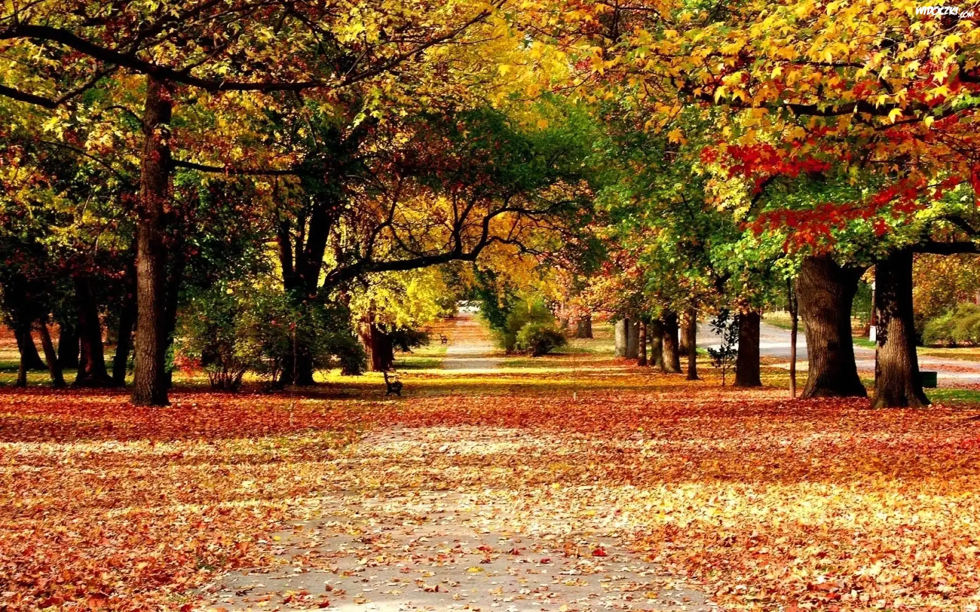 Park, Drzewa, Liście