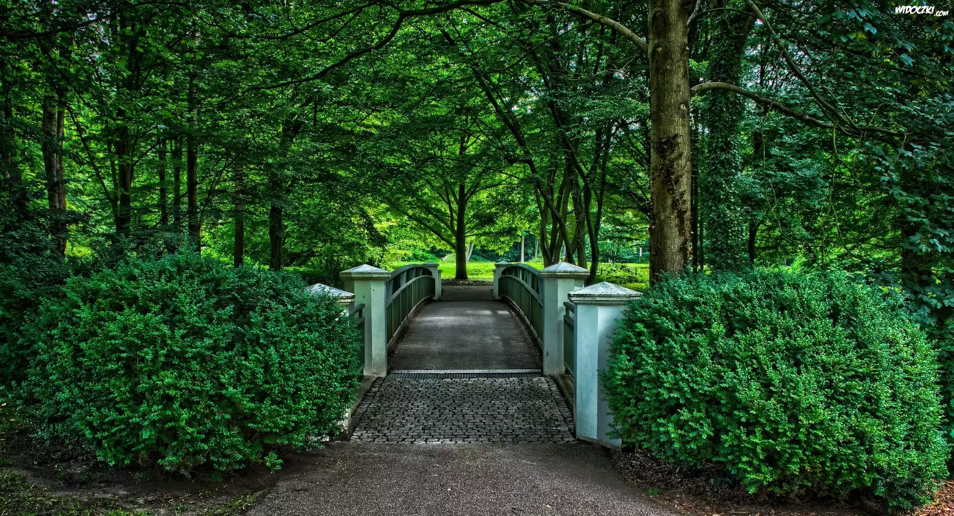 Park, Drzewa, Mostek