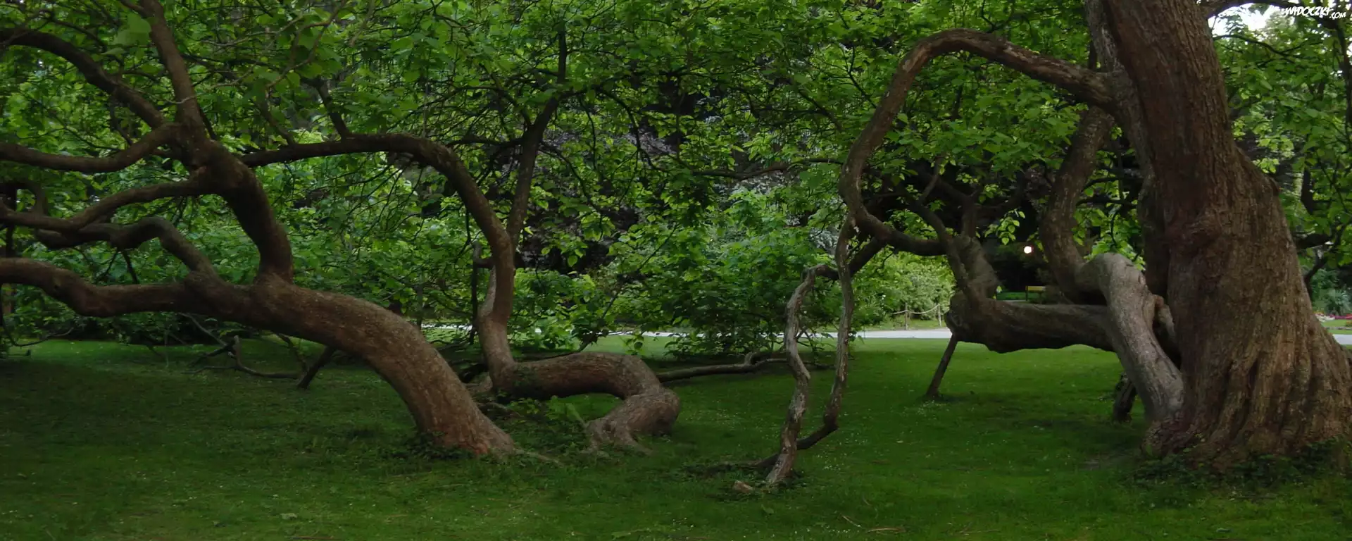 Park, Drzewa, Trawa