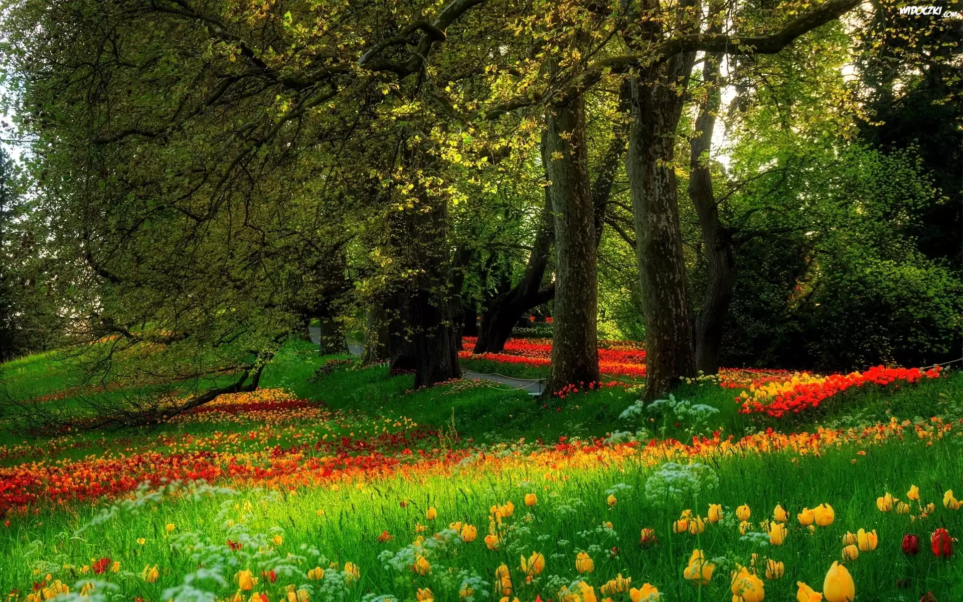 Park, Drzewa, Tulipany