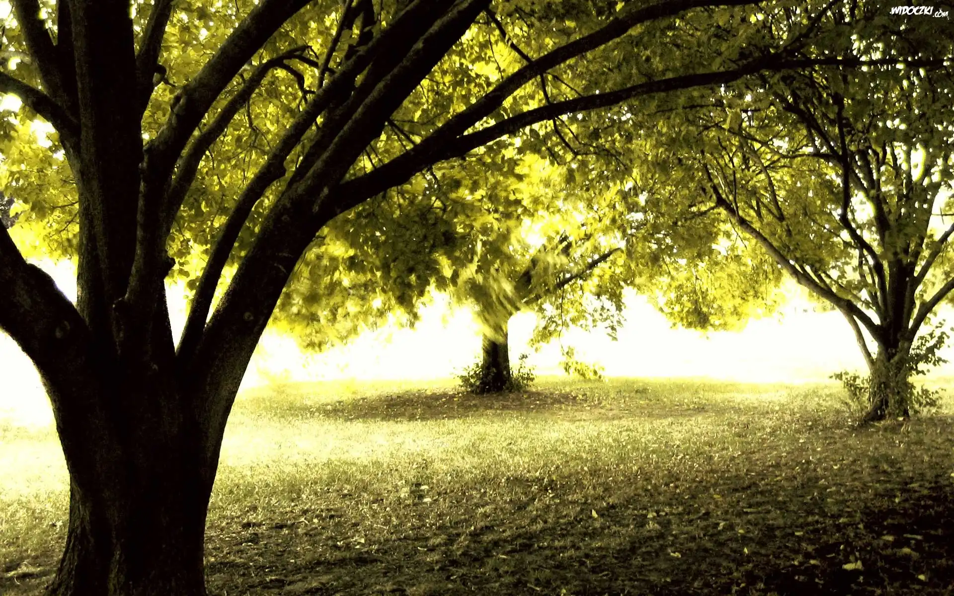 Park, Drzewa, Światło