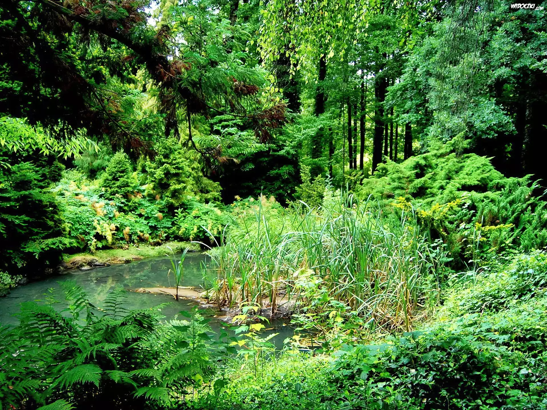 Park, Drzewa, Zieleń
