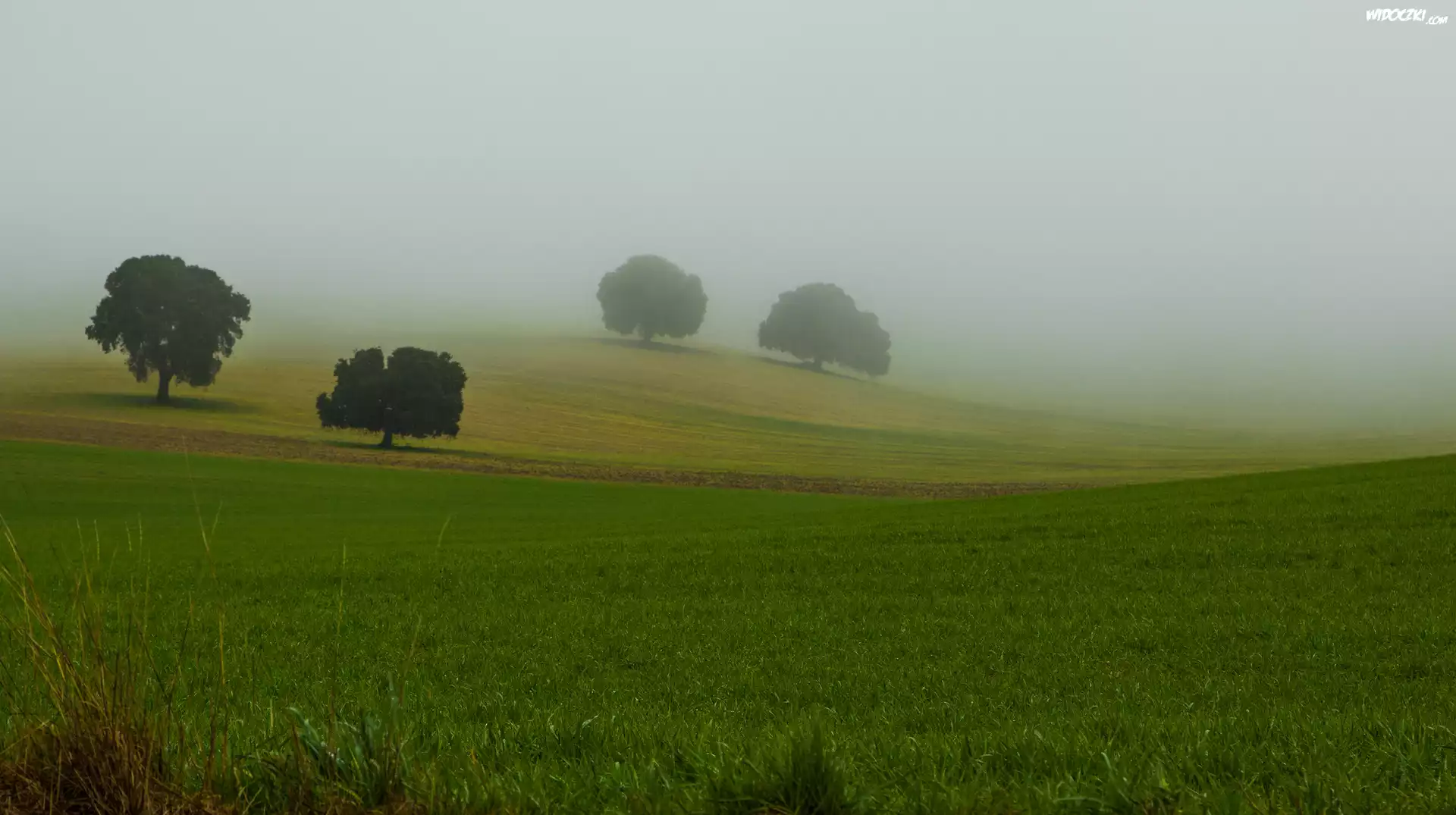 Pola, Drzewa, Mgła