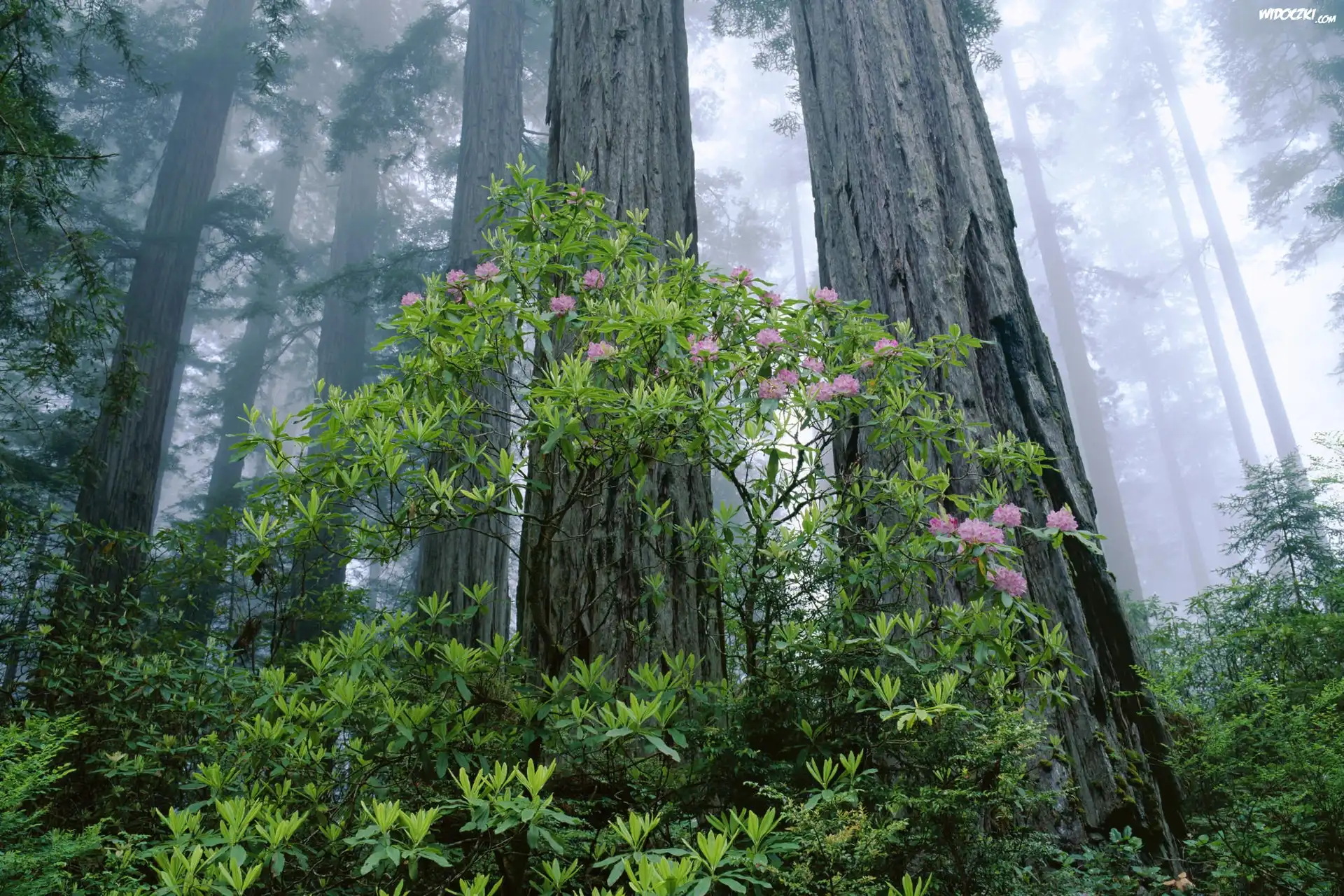 Drzewa, Krzew, Rododendron, Las