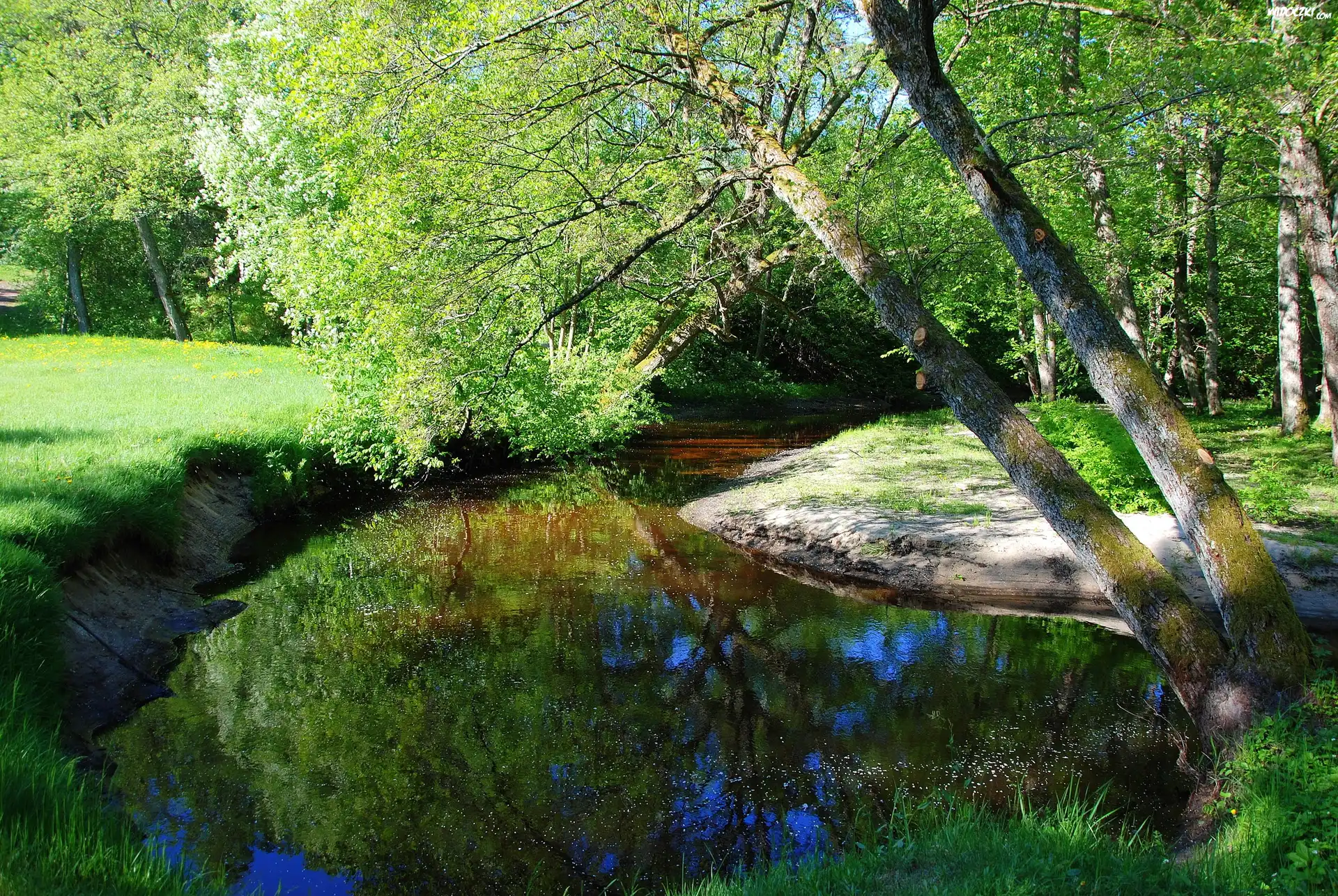 Rzeka, Drzewa, Trawa