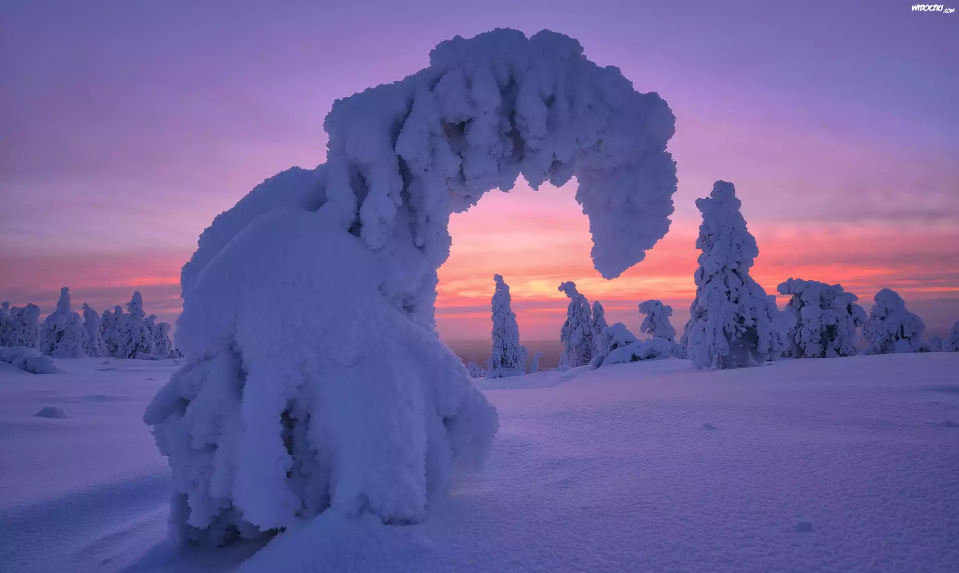 Zima, Zaśnieżone, Drzewa, Wschód słońca, Park Narodowy Riisitunturi, Gmina Posio, Finlandia