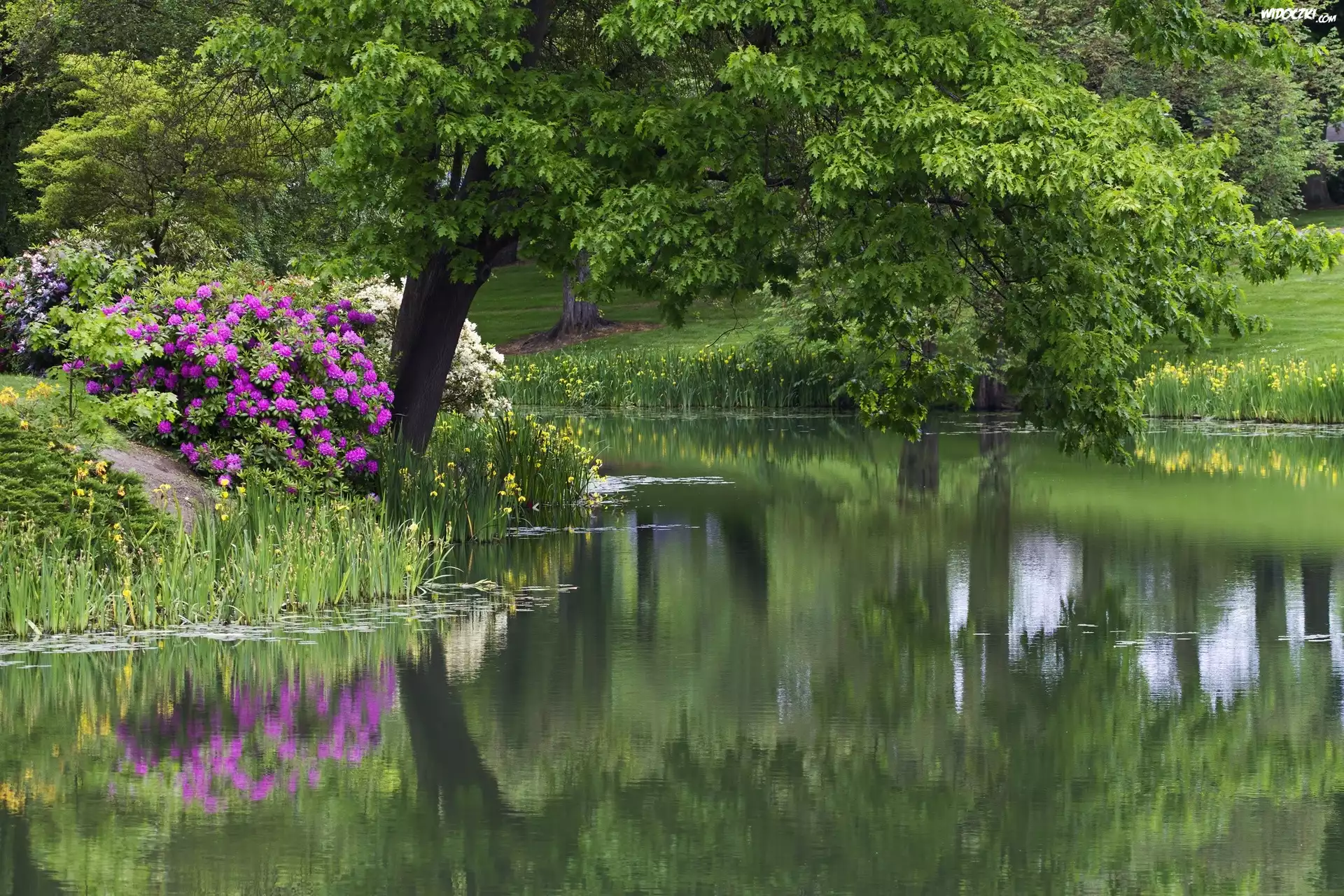 Staw, Drzewa, Kwiaty