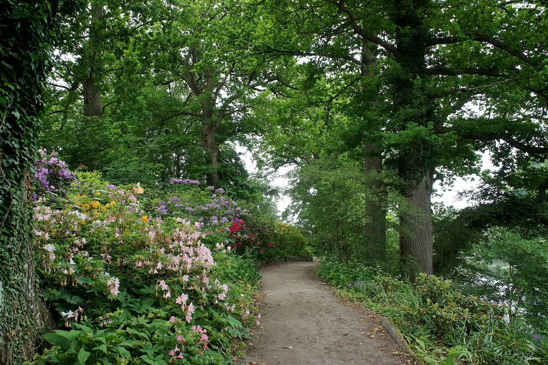 Wiosna, Dania, Grasten, Park w Grasten, Alejka, Kwitnące, Różaneczniki, Drzewa