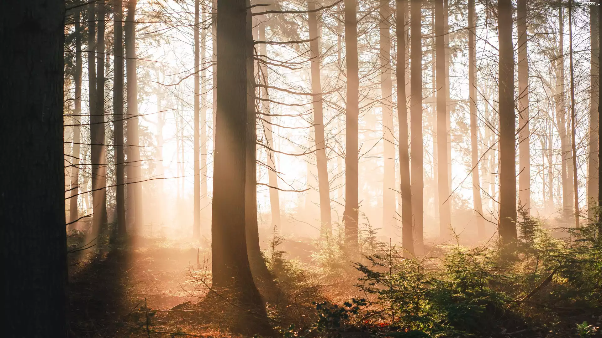 Drzewa, Las, Słońce, Światło, Mgła