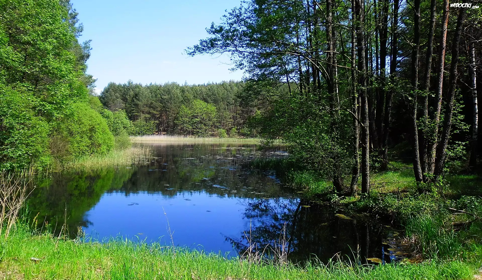 Wiosna, Drzewa, Jezioro