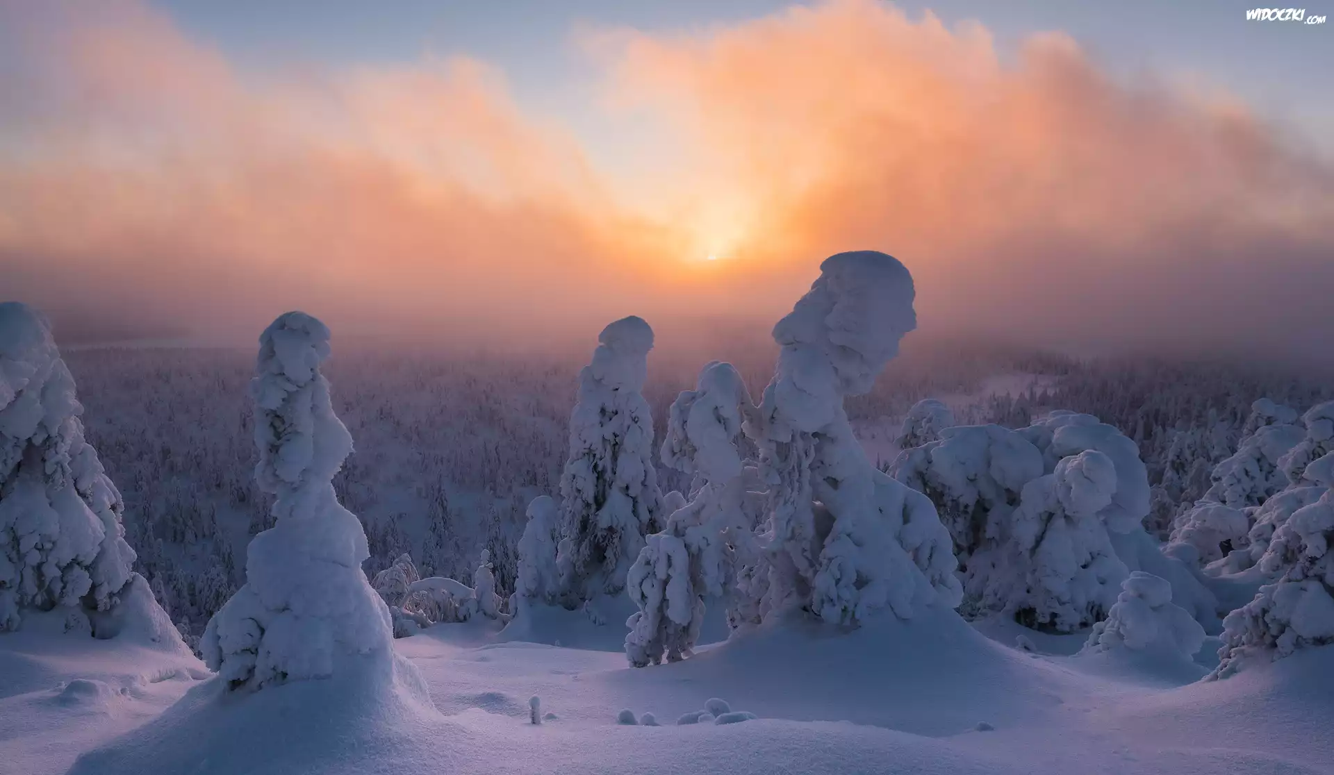 Zima, Zaśnieżone, Drzewa, Mgła, Wschód słońca, Rezerwat przyrody Valtavaara, Laponia, Finlandia