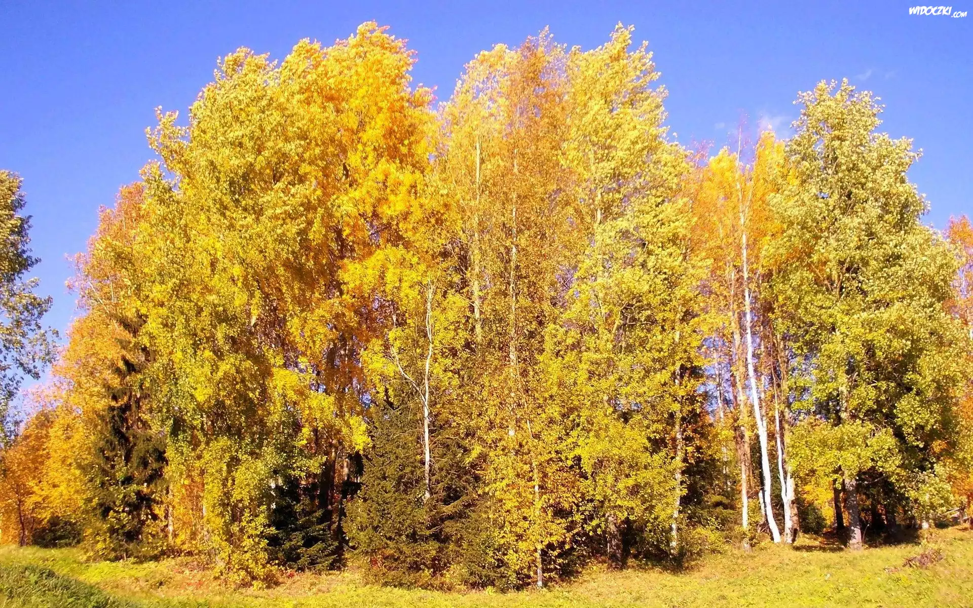 Wysokie, Drzewa, Jesień