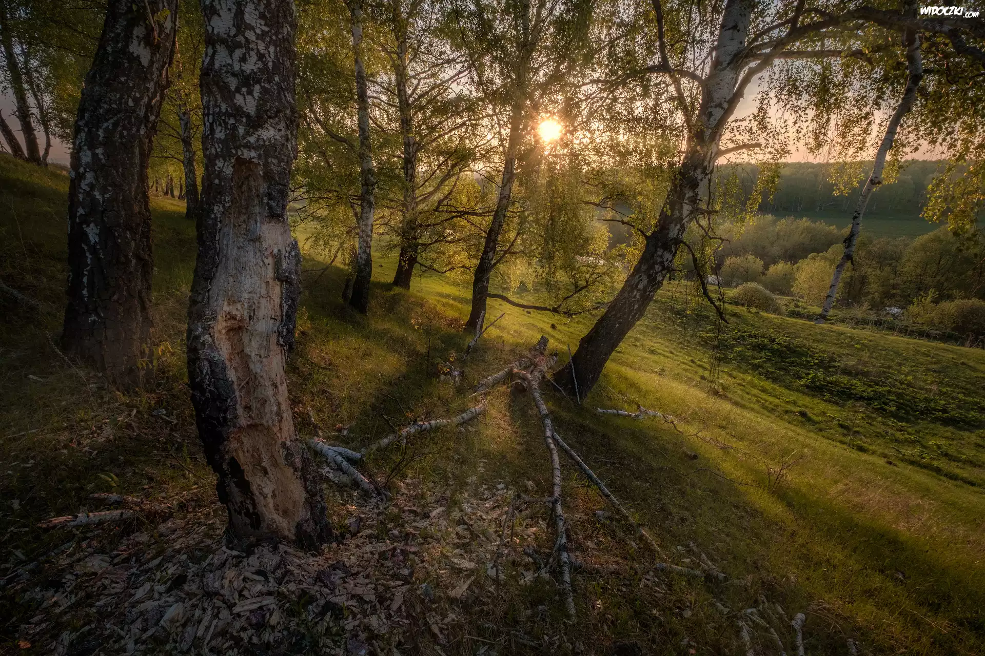 Drzewa, Brzozy, Wzgórze, Słońce