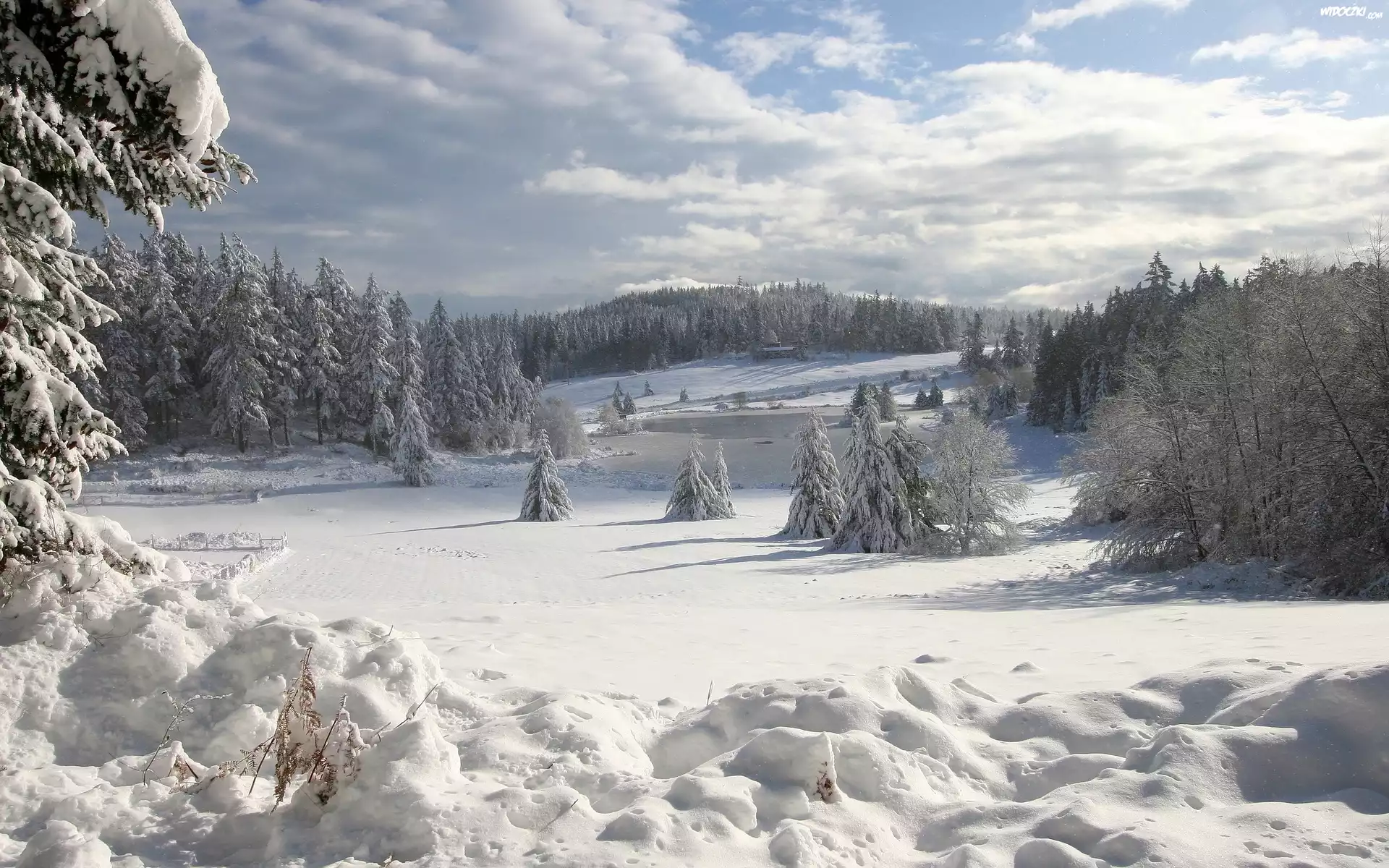 Zima, Drzewa, Åšnieg