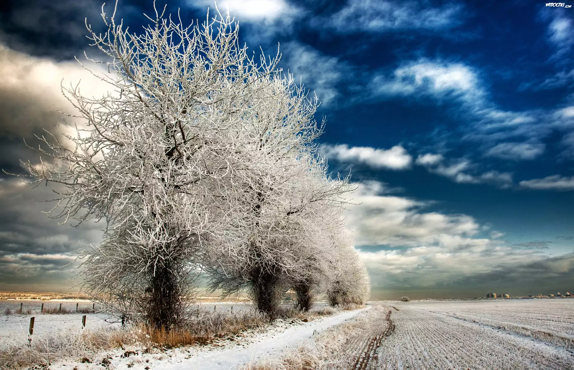 Drzewa, Śnieg, Zima, Pole