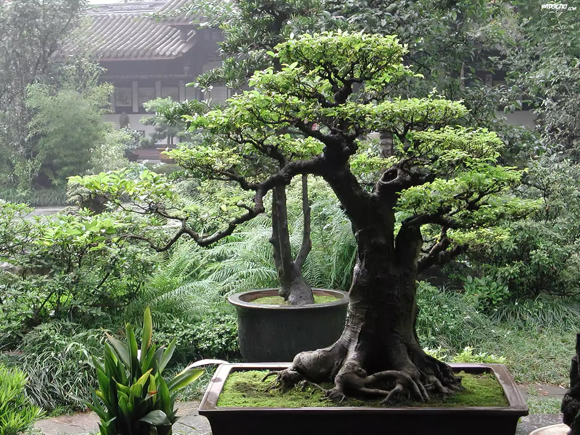 Drzewka, Bonsai, Ogród, Domek
