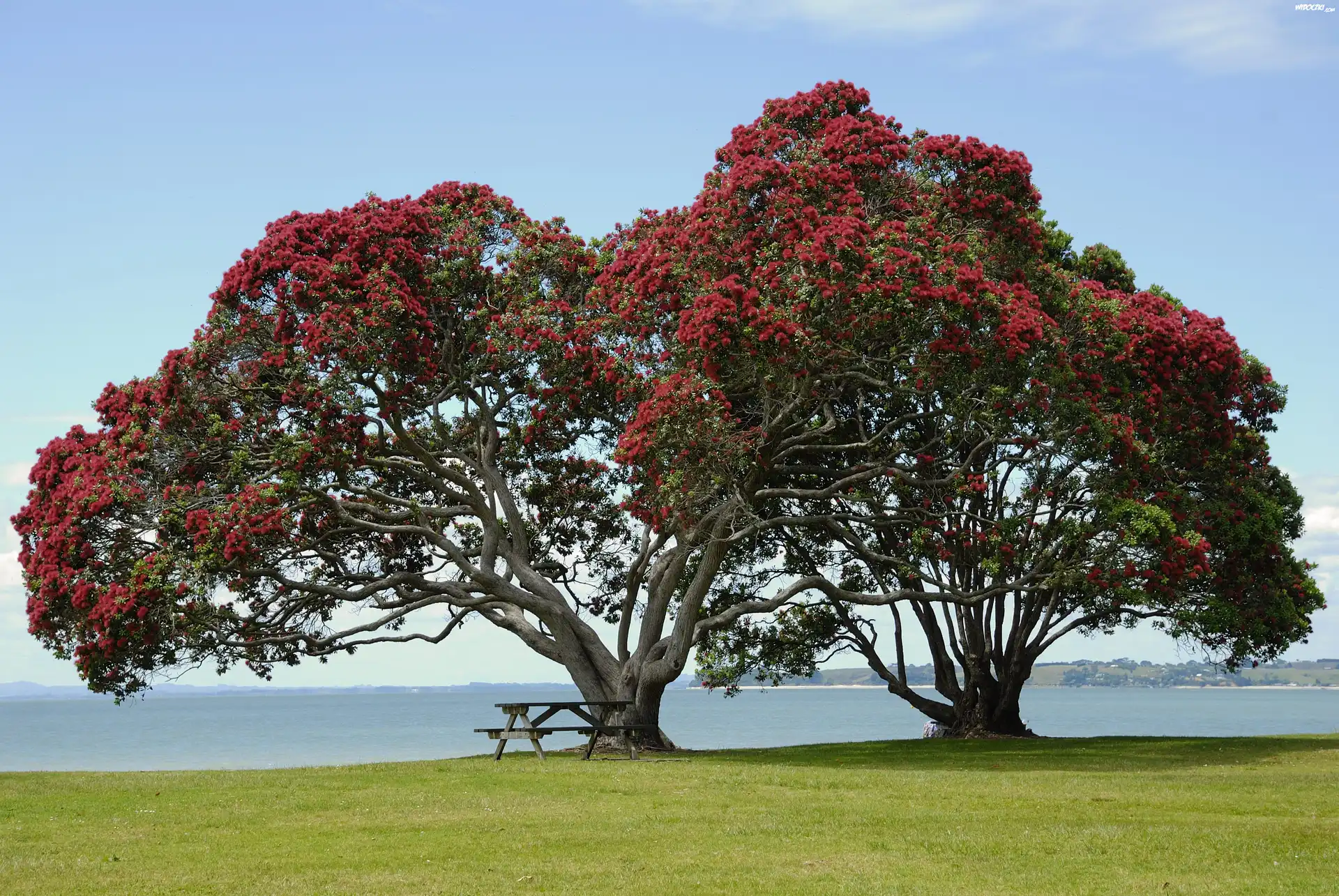 Łąka, Ławeczka, Kwitnące, Drzewo, Pohutukawa