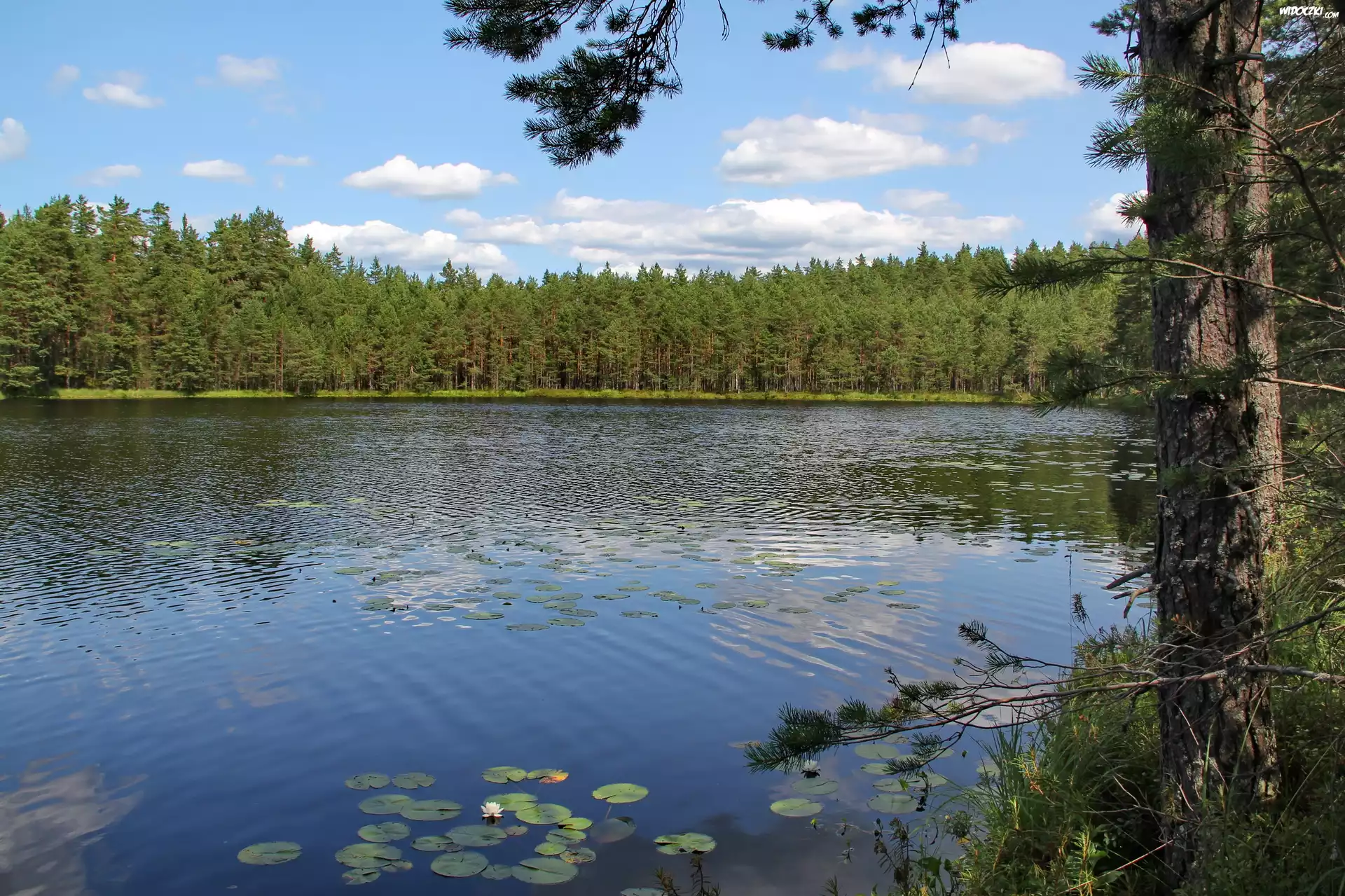 Jezioro, Drzewo, Las