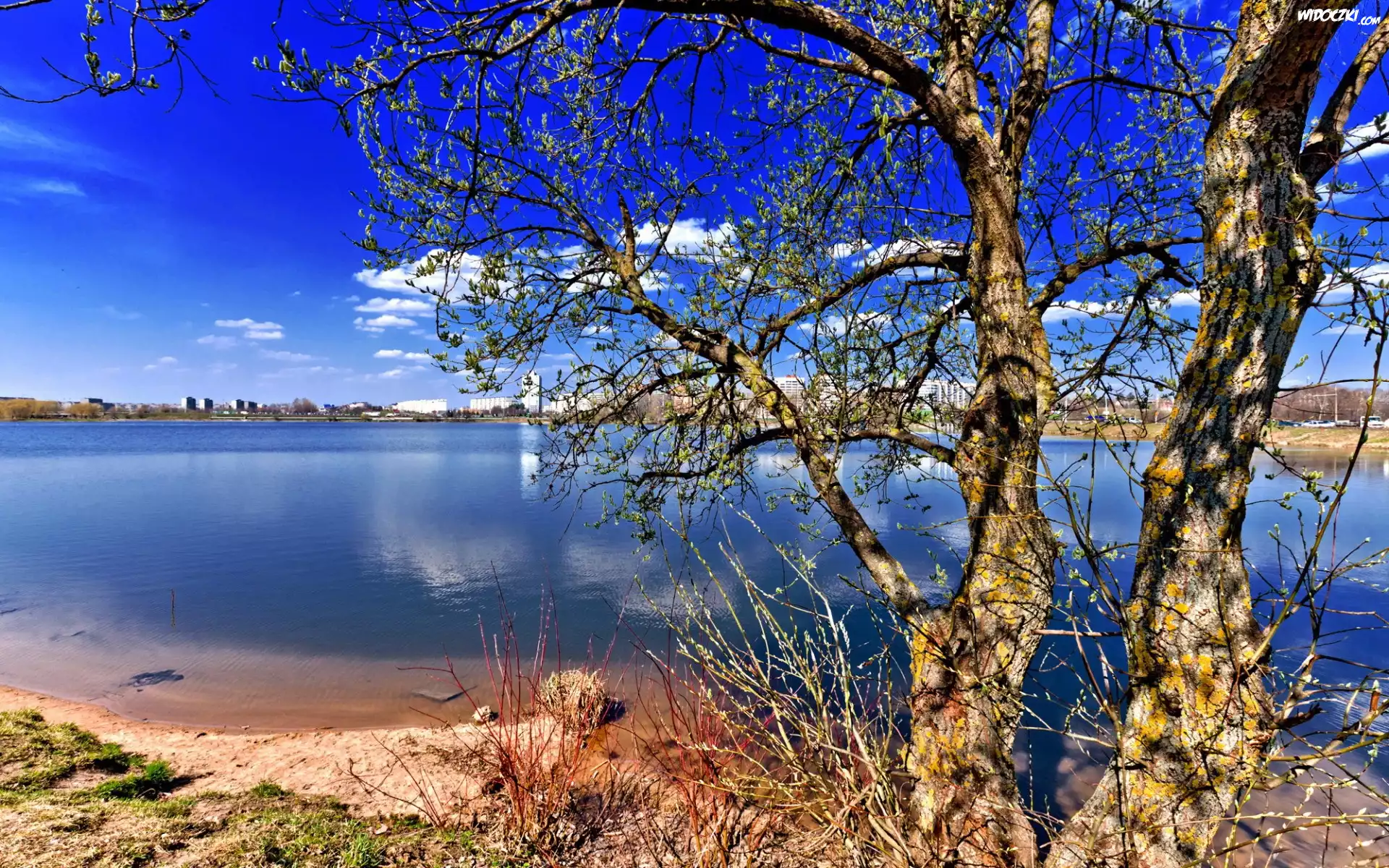 Jezioro, Drzewo, Niebo