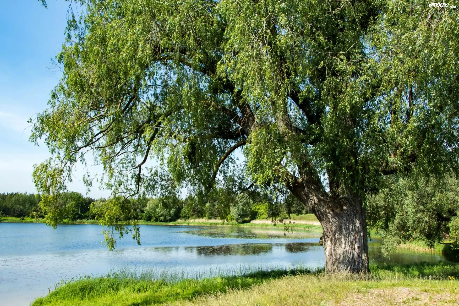 Jezioro, Drzewo, Zieleń